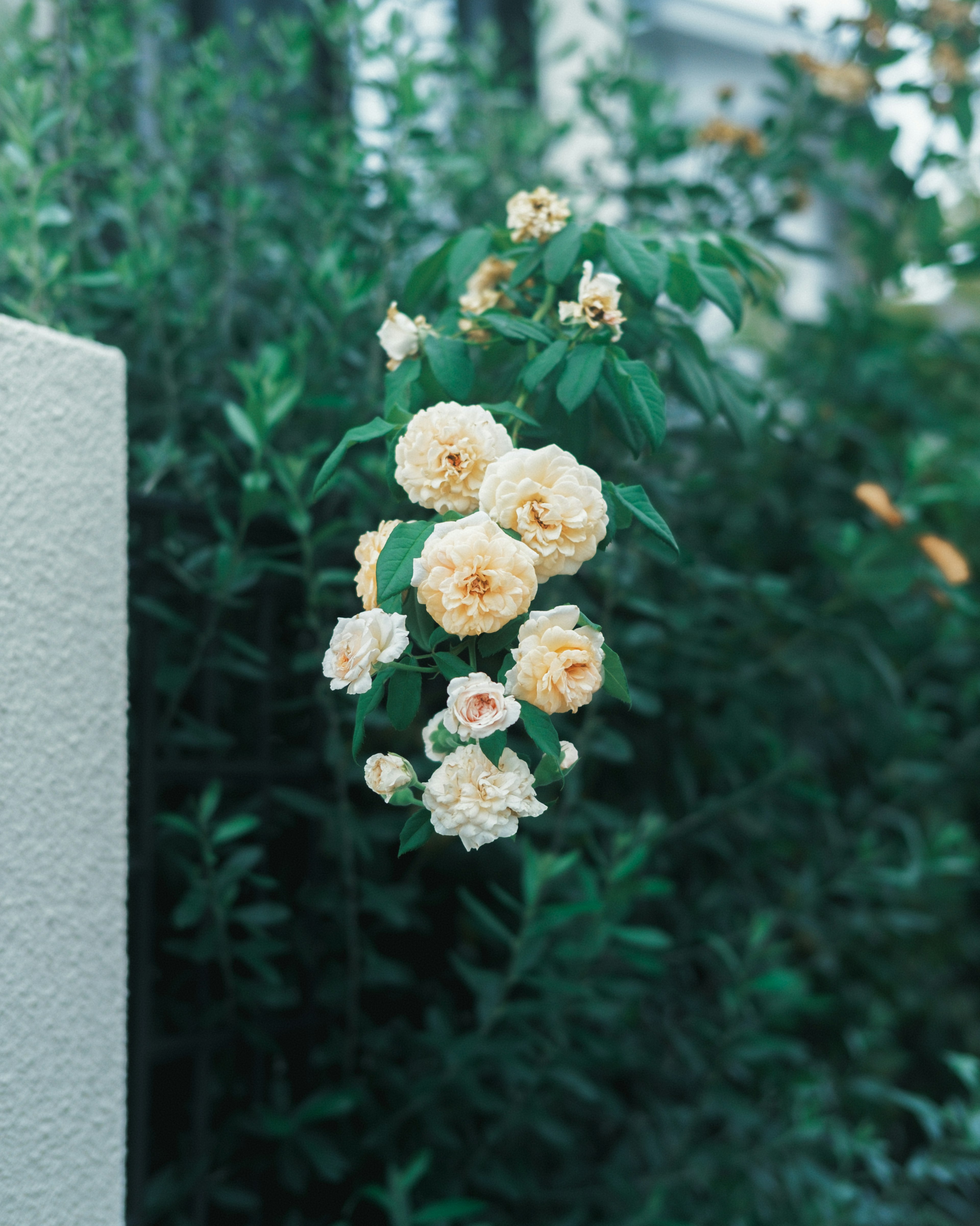 淡い黄色の花が緑の葉の中で咲いている