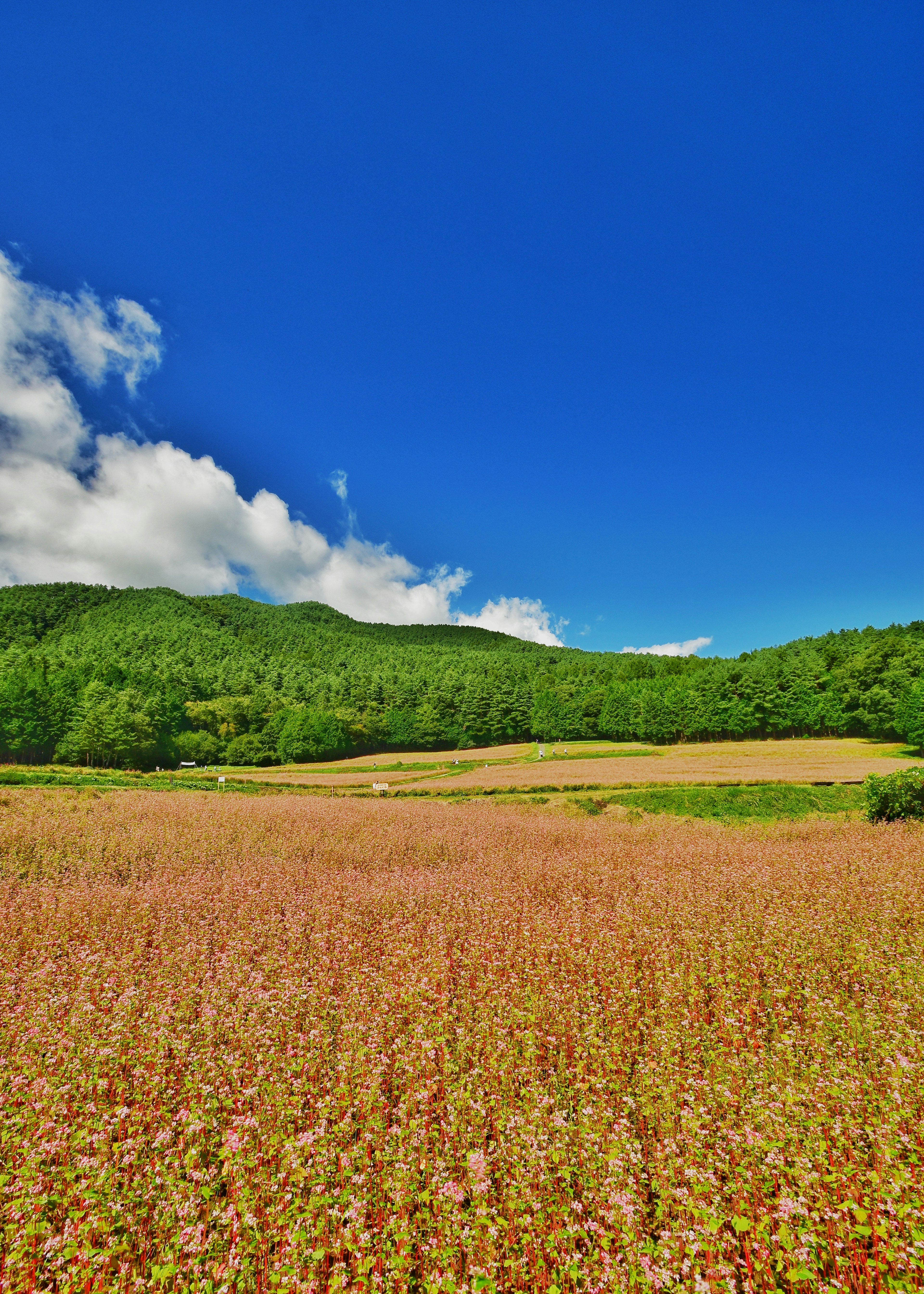 A wide field of colorful flowers under a bright blue sky with fluffy white clouds