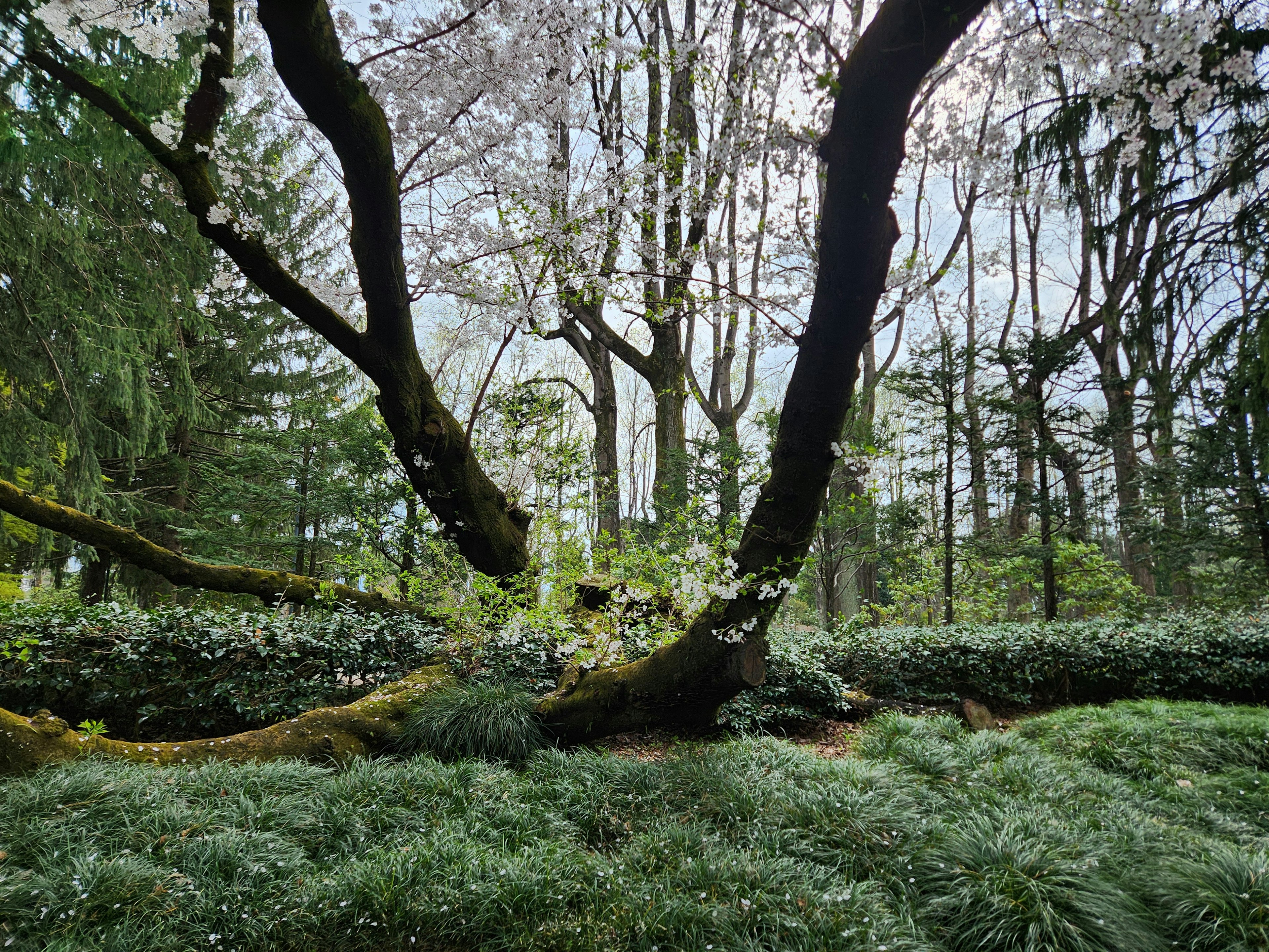 Paesaggio primaverile con un albero di ciliegio in fiore e vegetazione lussureggiante