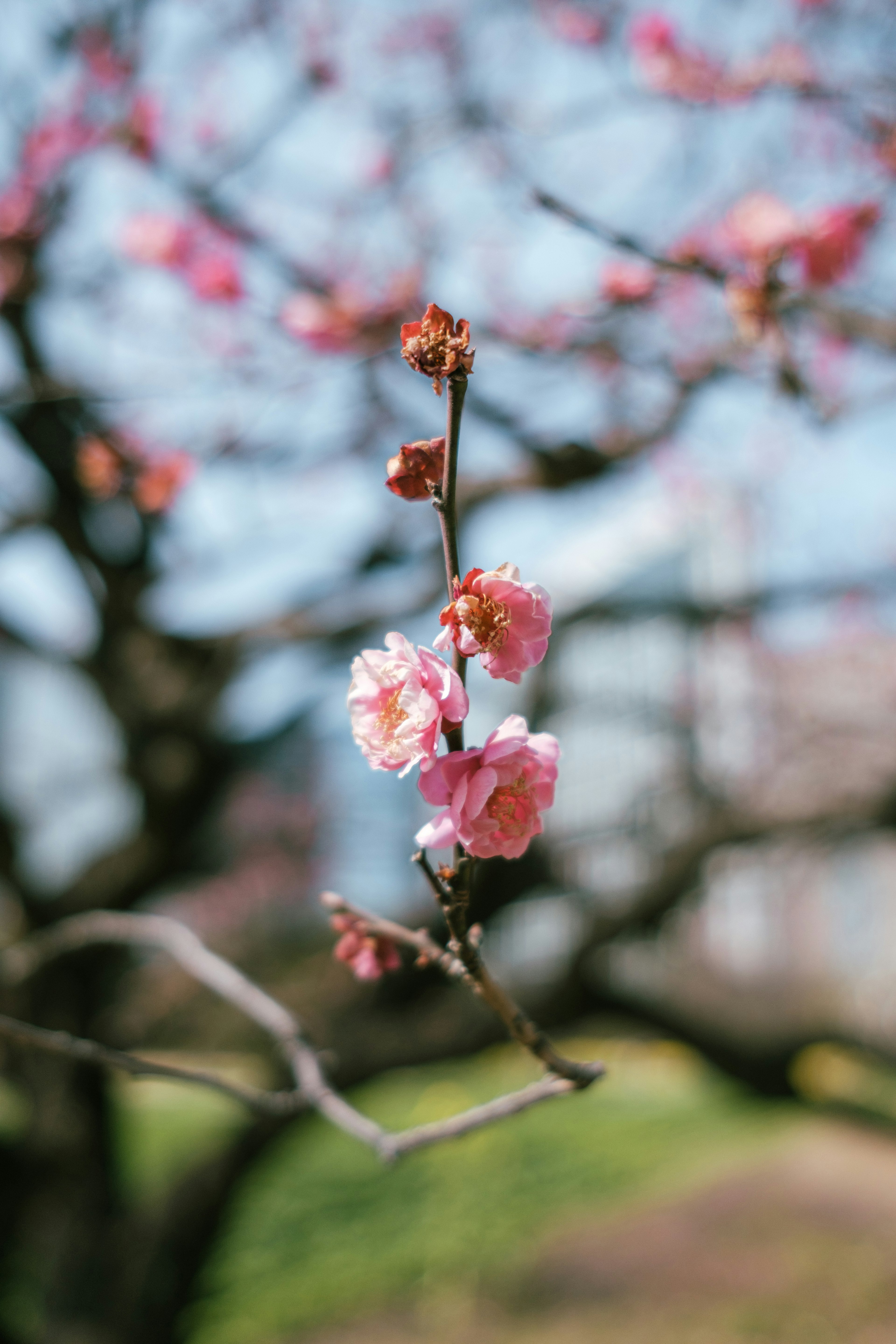 Nahaufnahme von schönen Kirschblüten an einem Zweig