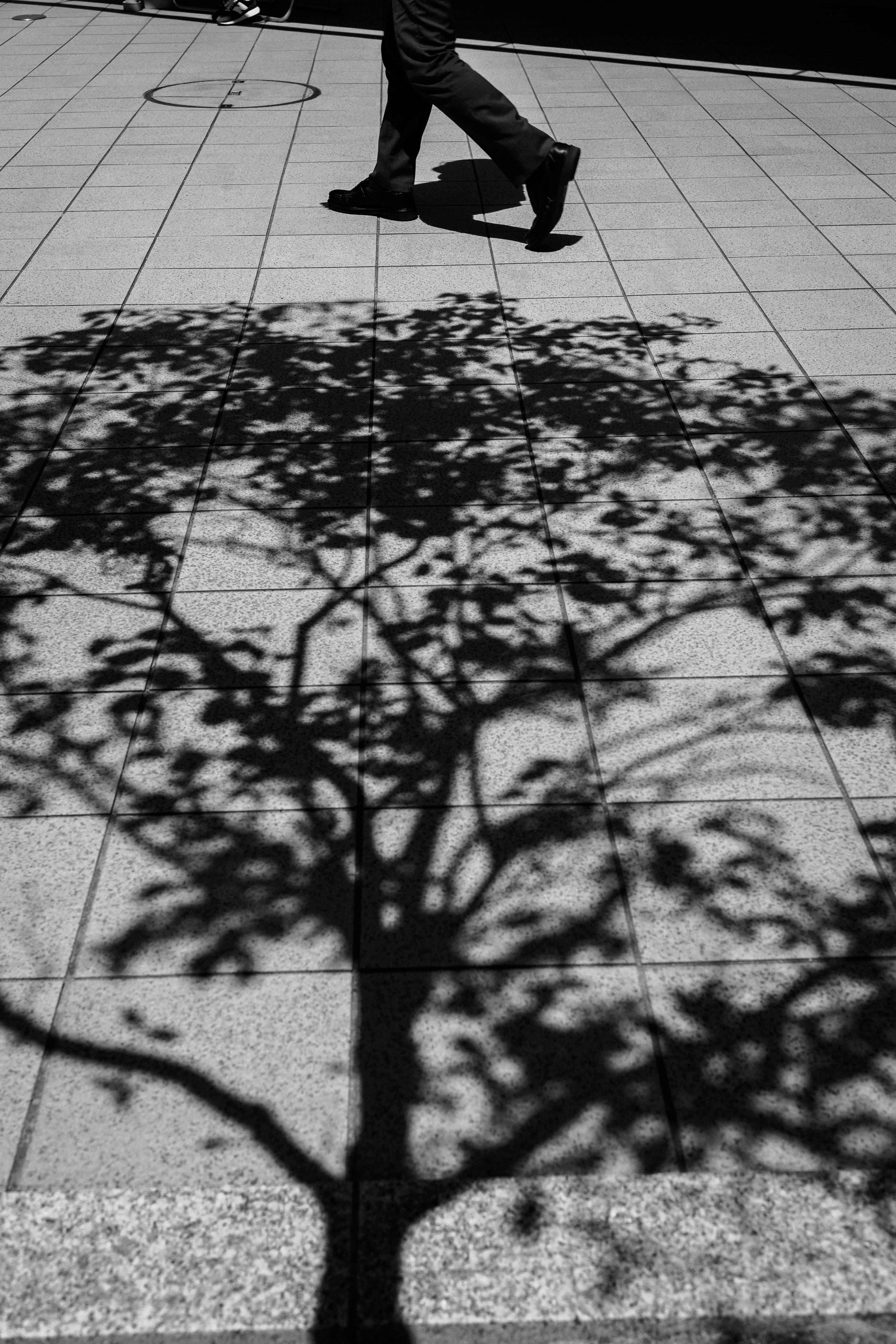 A monochrome image showing a person walking with a shadow of a tree on the pavement