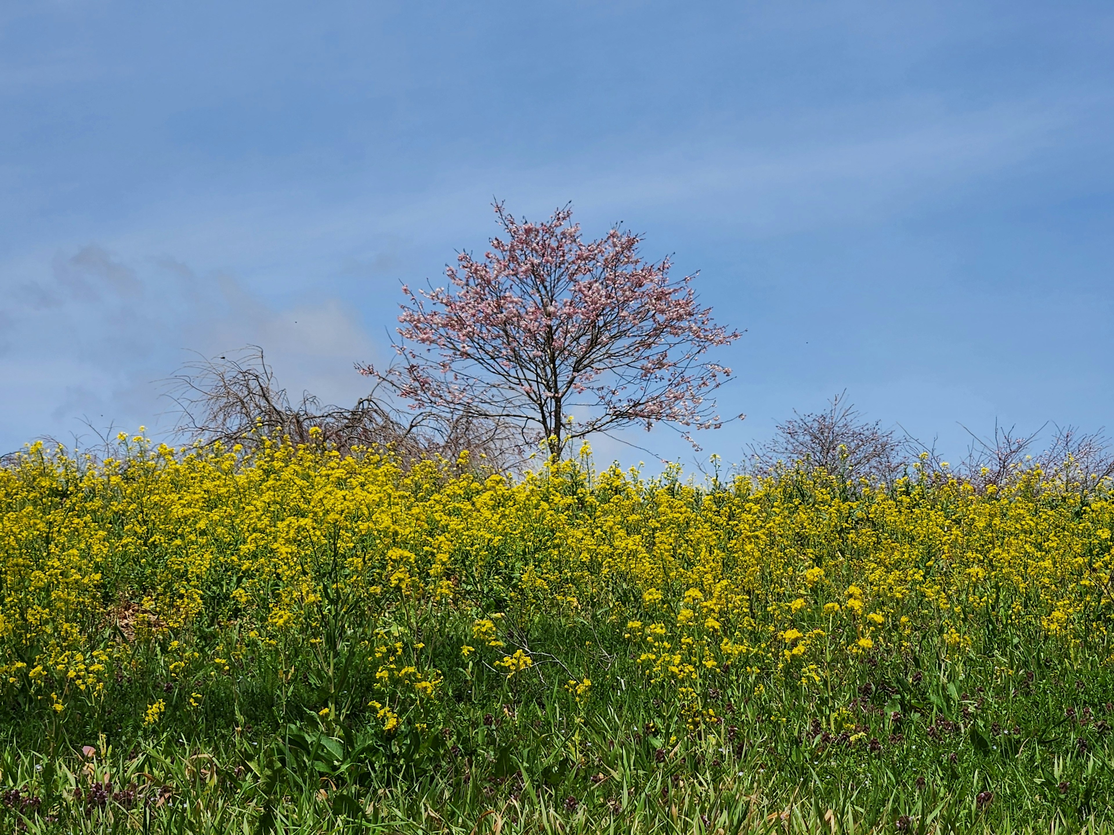 Flores amarillas floreciendo bajo un cielo azul con un árbol rosa