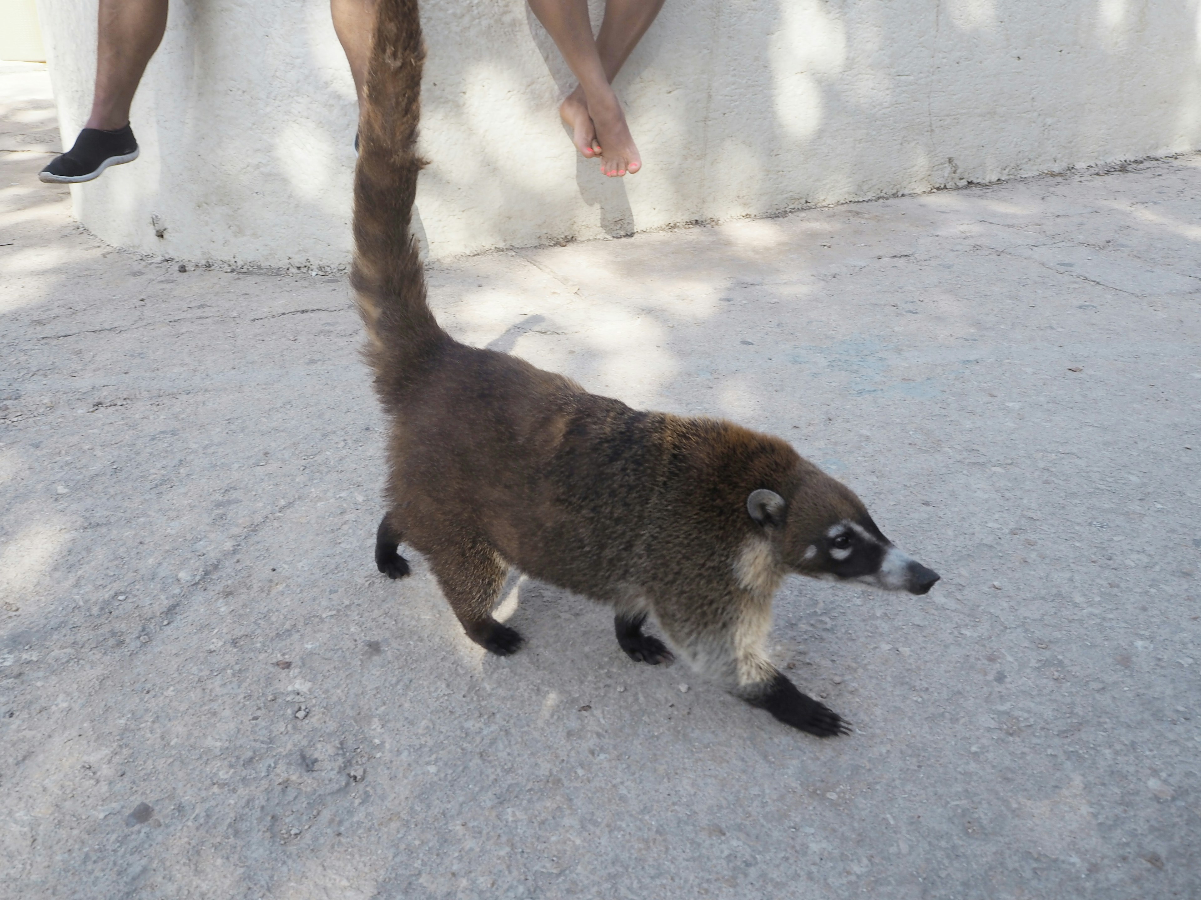 Un coatí caminando con piernas humanas al fondo