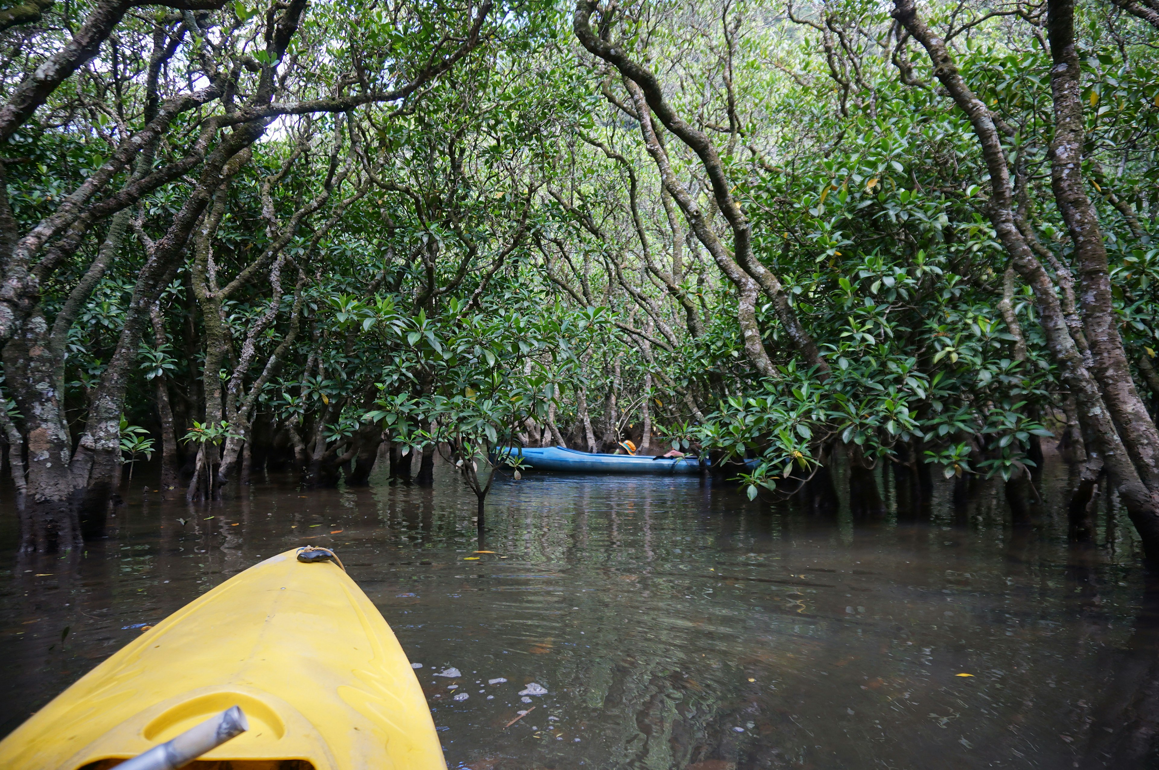 เรือคายัคสีเหลืองแล่นผ่านป่าชายเลนเขียวขจี