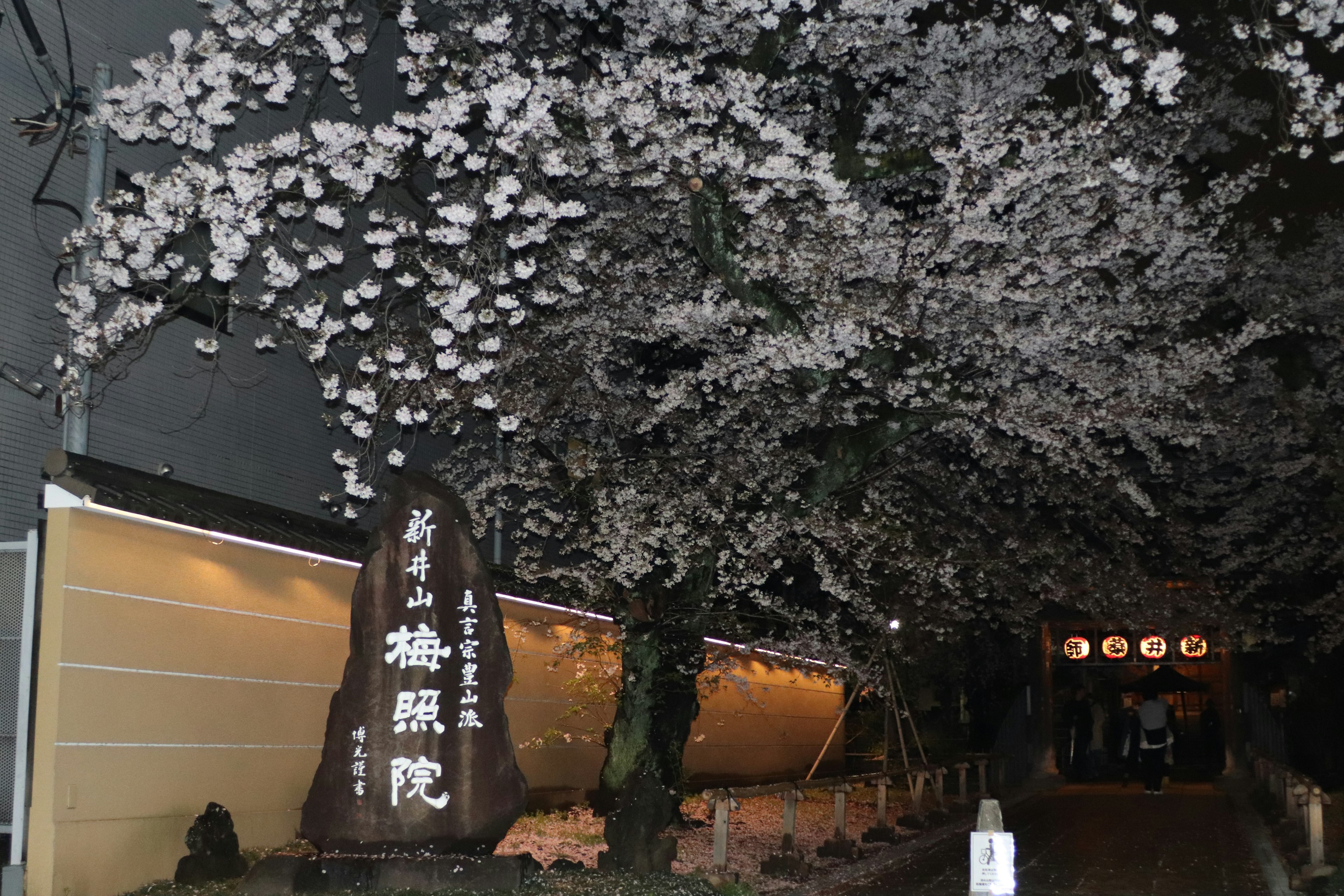 Eingang zu einer Therme unter Kirschblüten bei Nacht