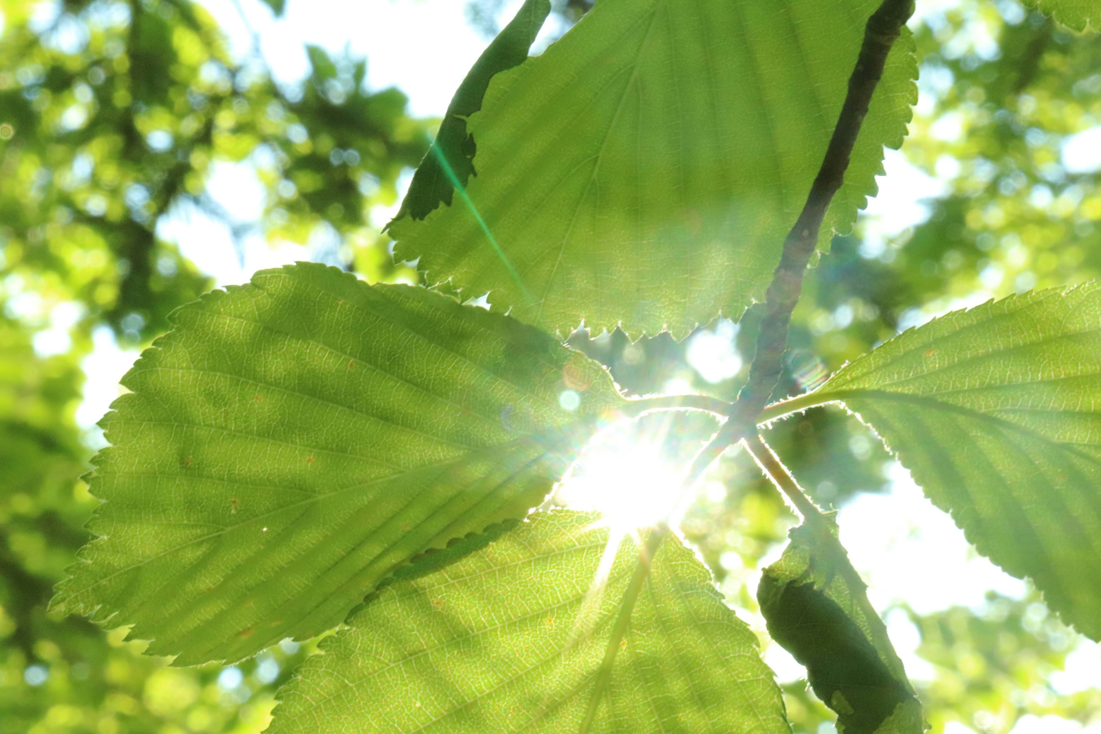 Close-up of green leaves with sunlight shining through