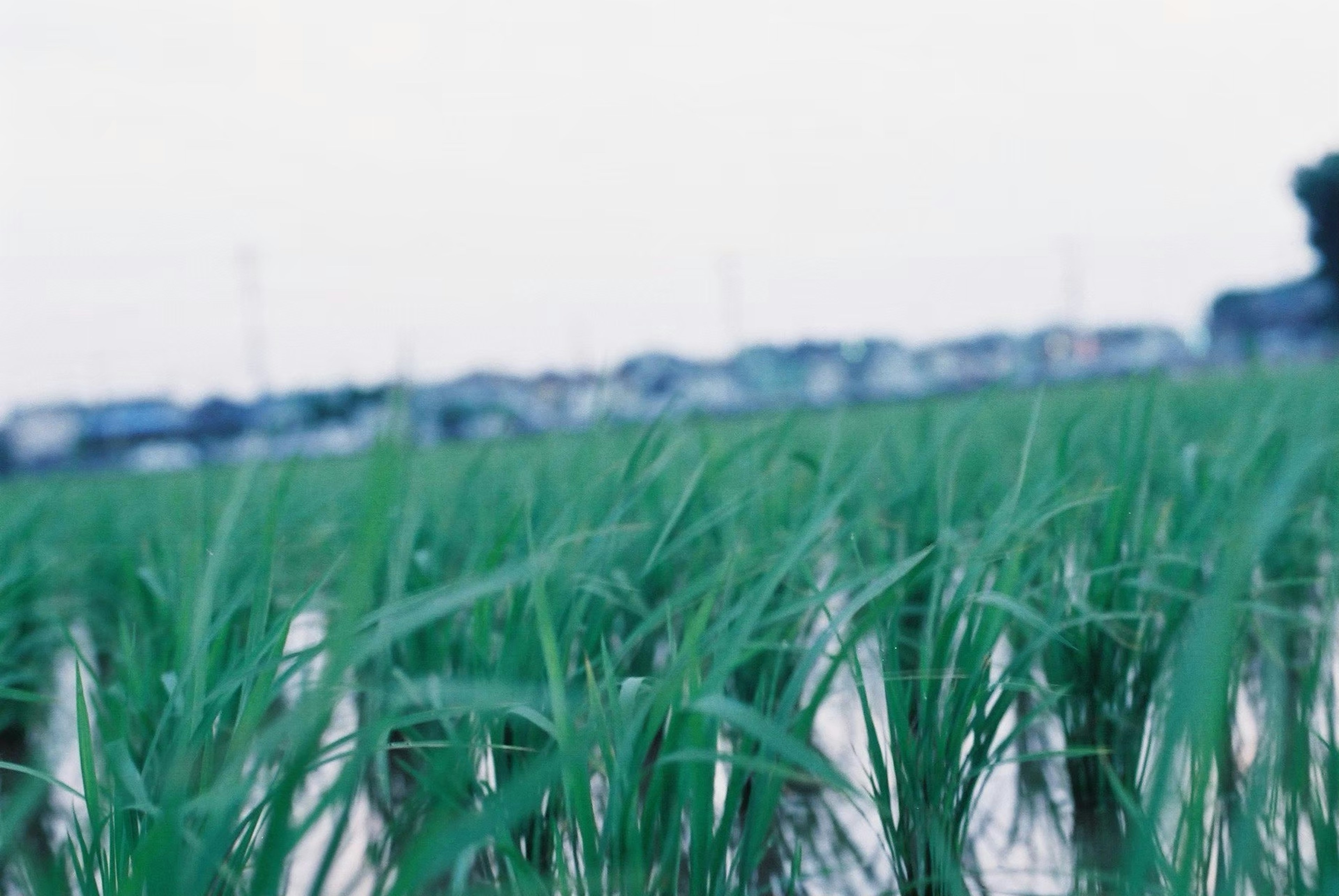 Üppige grüne Reispflanzen in einem überfluteten Feld