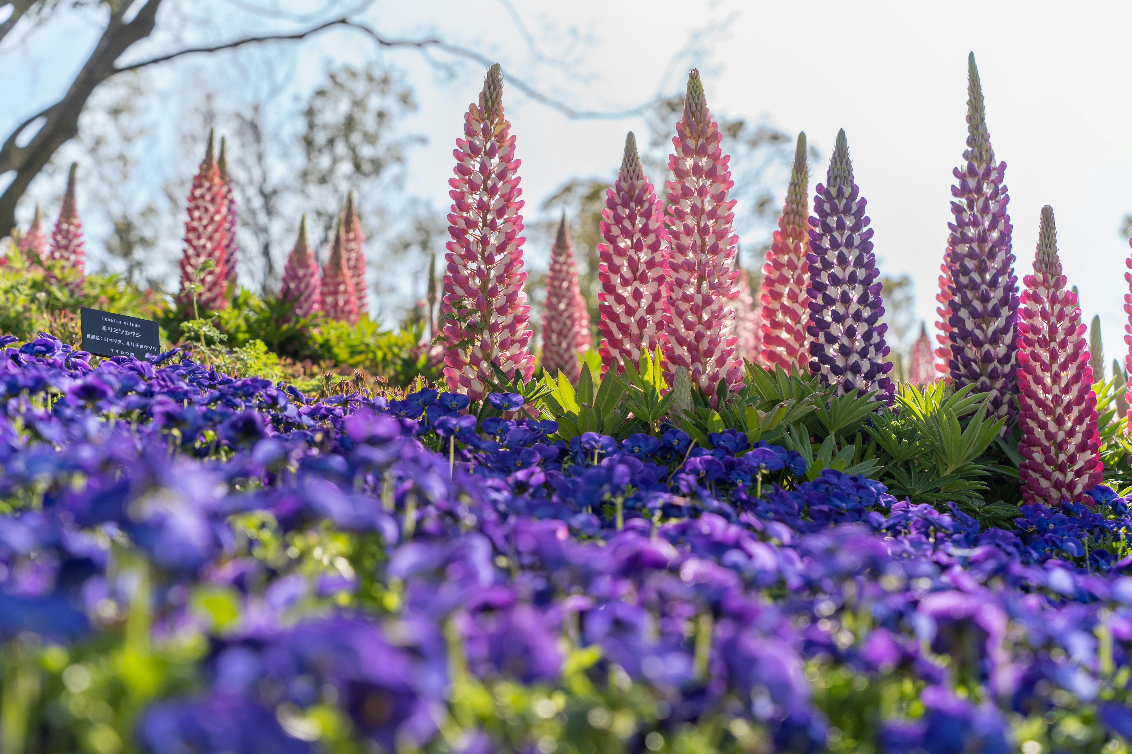 Vibrant purple pansy flowers spread across the foreground with pink and white lupines rising in the background