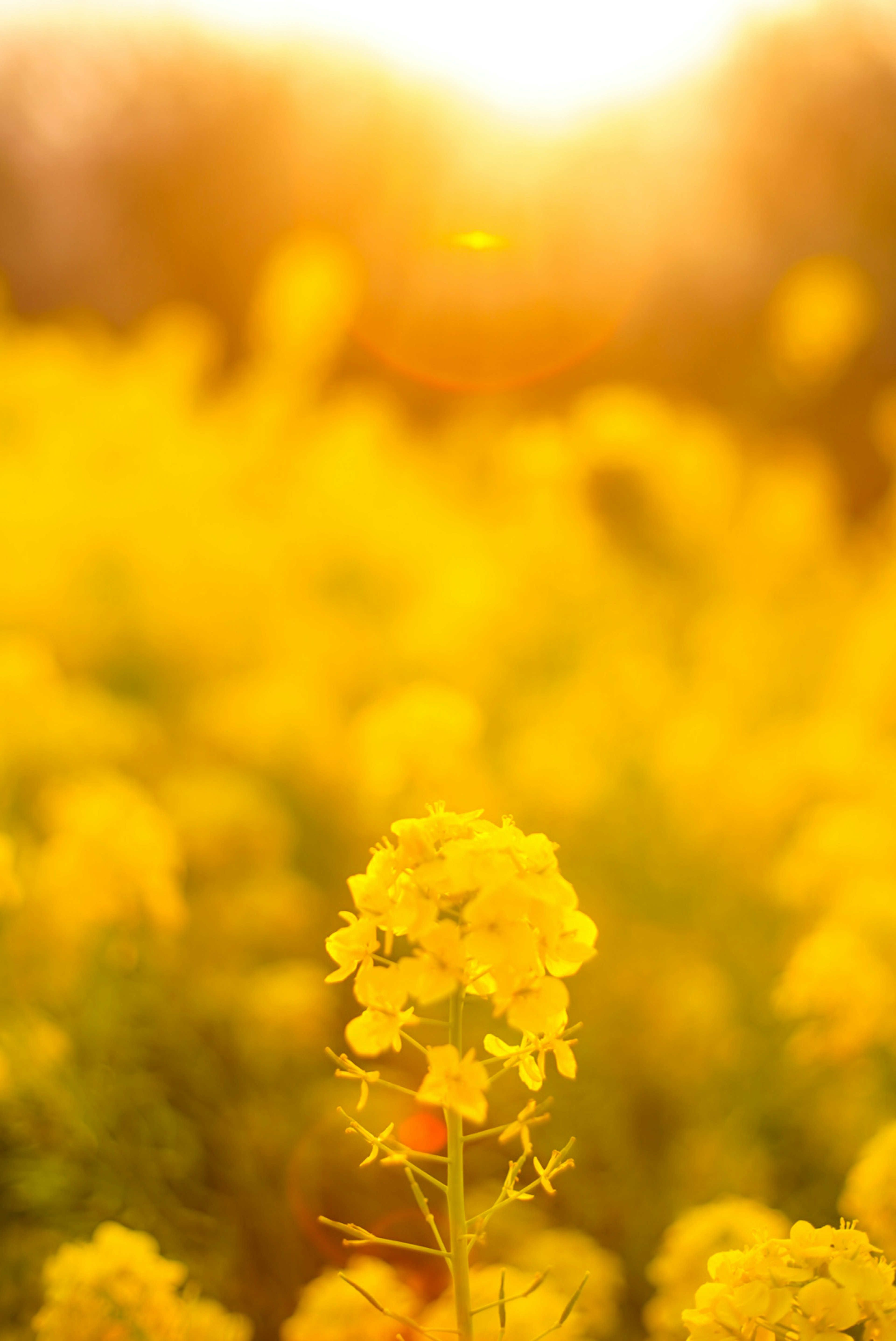 美しい黄色の花が咲いている風景の中で、夕日が輝いている