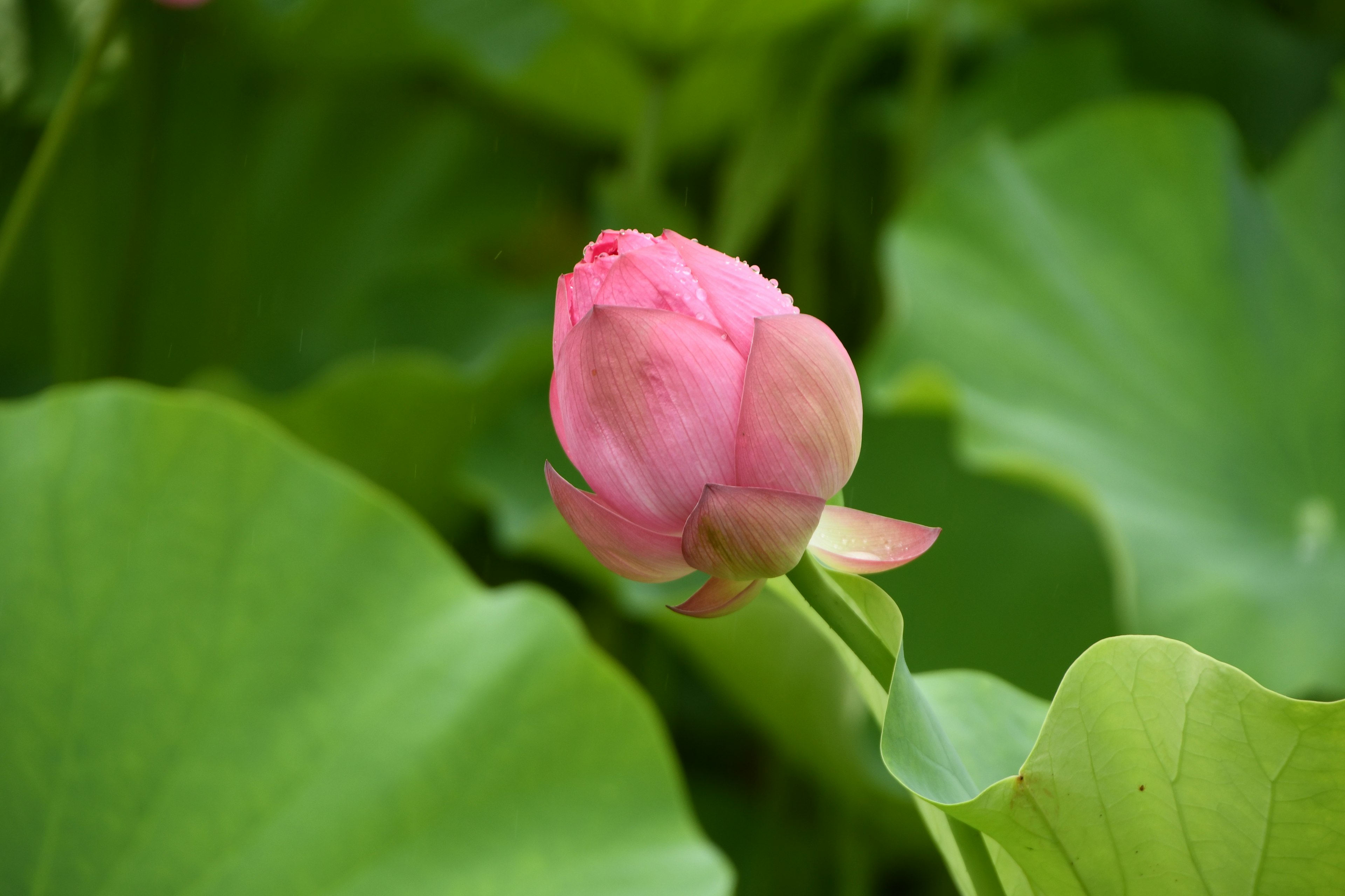 Hermoso capullo de loto rosa rodeado de hojas verdes