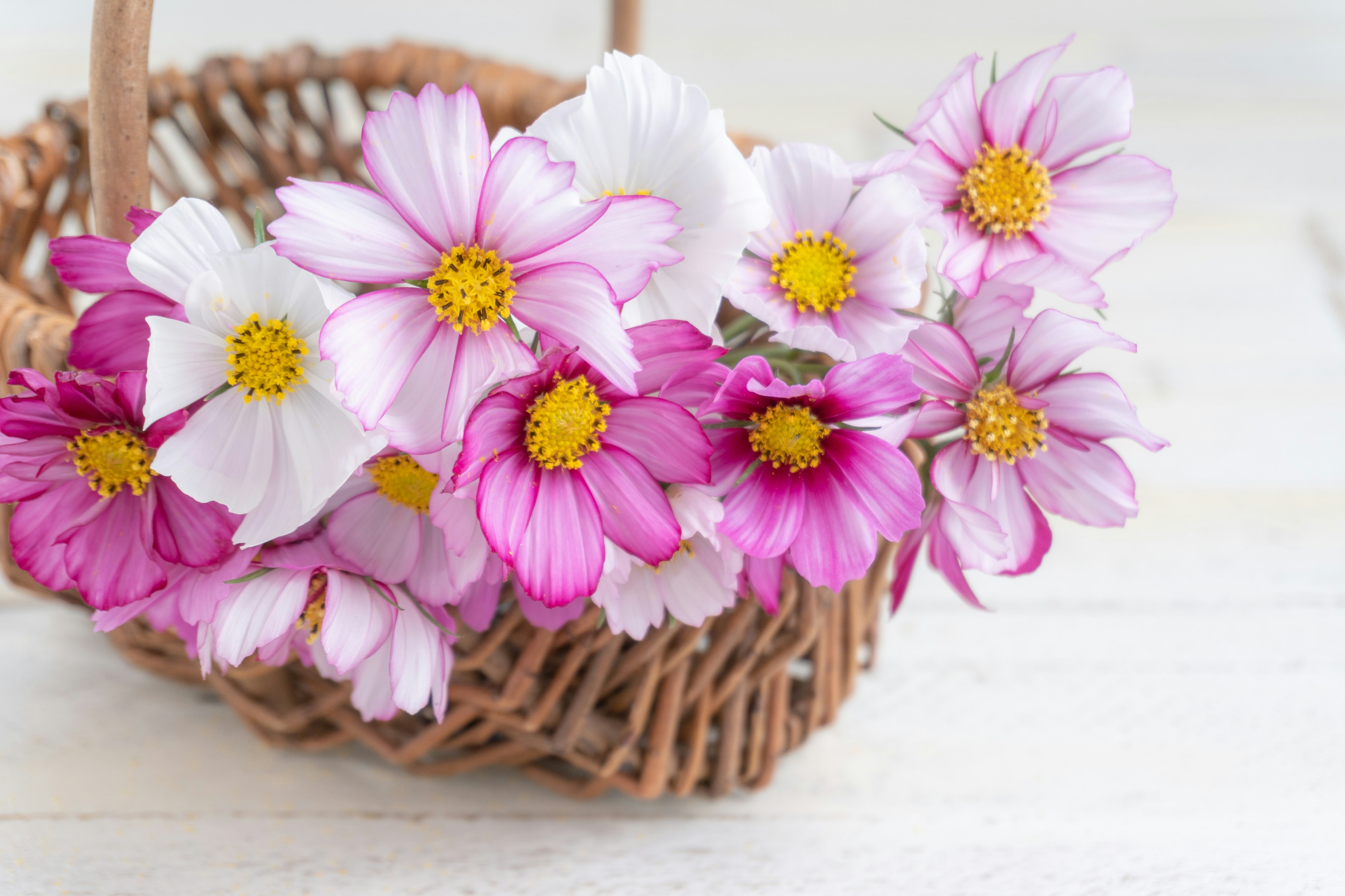 Un ramo de flores cosmos rosas y blancas en una cesta de mimbre