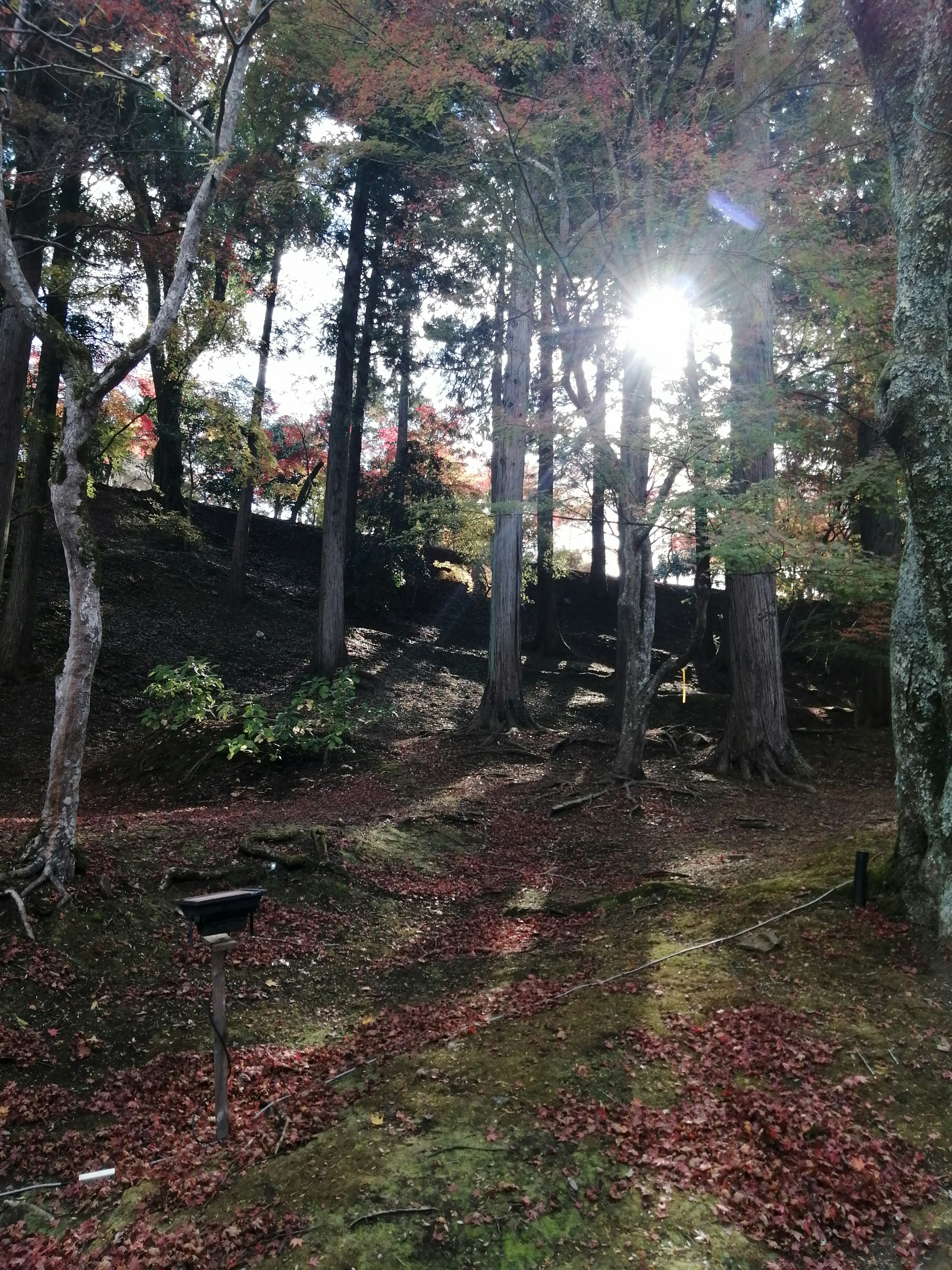 秋の森の中の小道 日差しが木々の間から差し込む