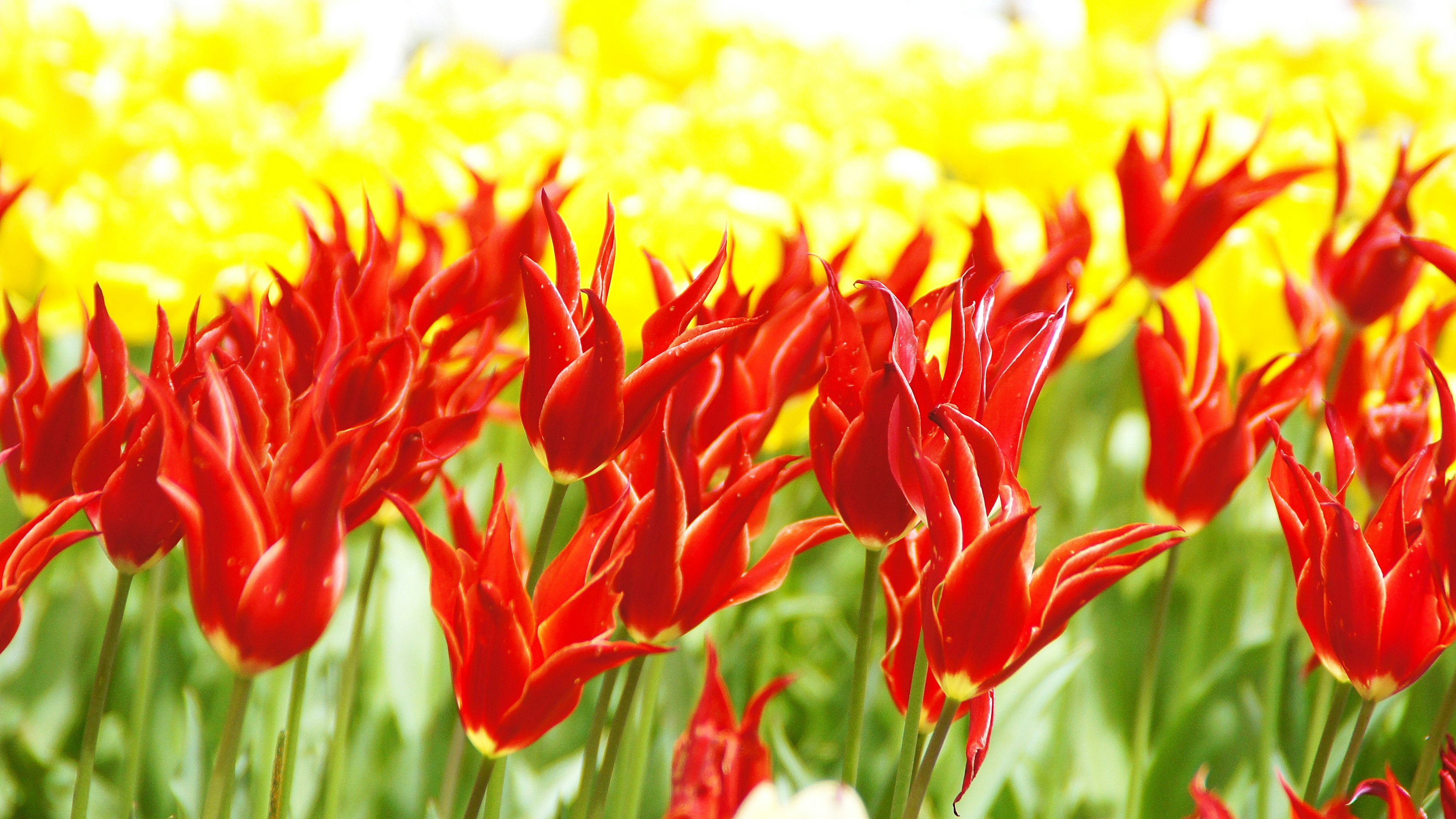 Tulip merah cerah mekar berdampingan dengan bunga kuning cerah