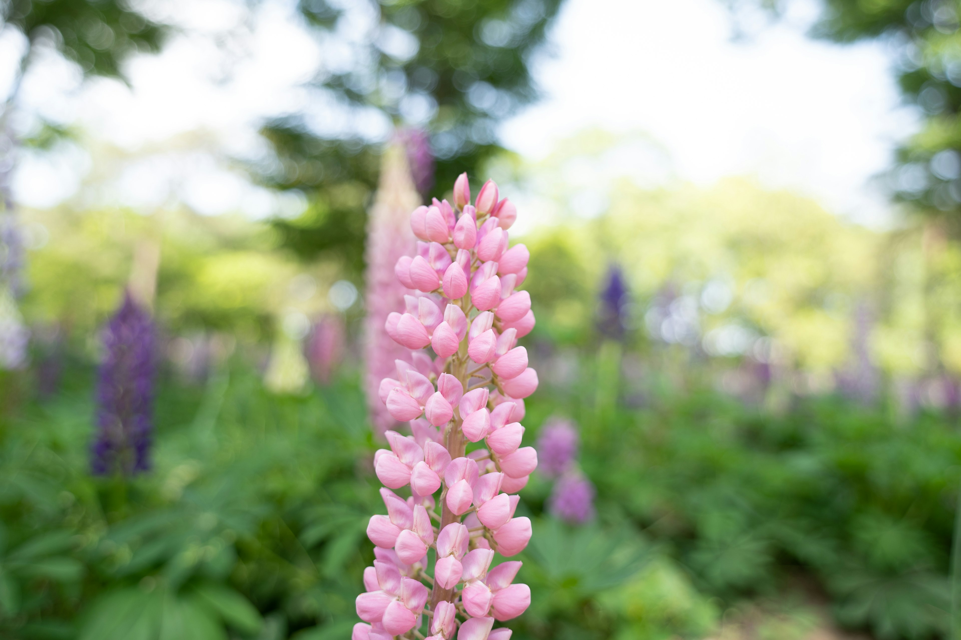 Bunga lavender pink di taman yang subur