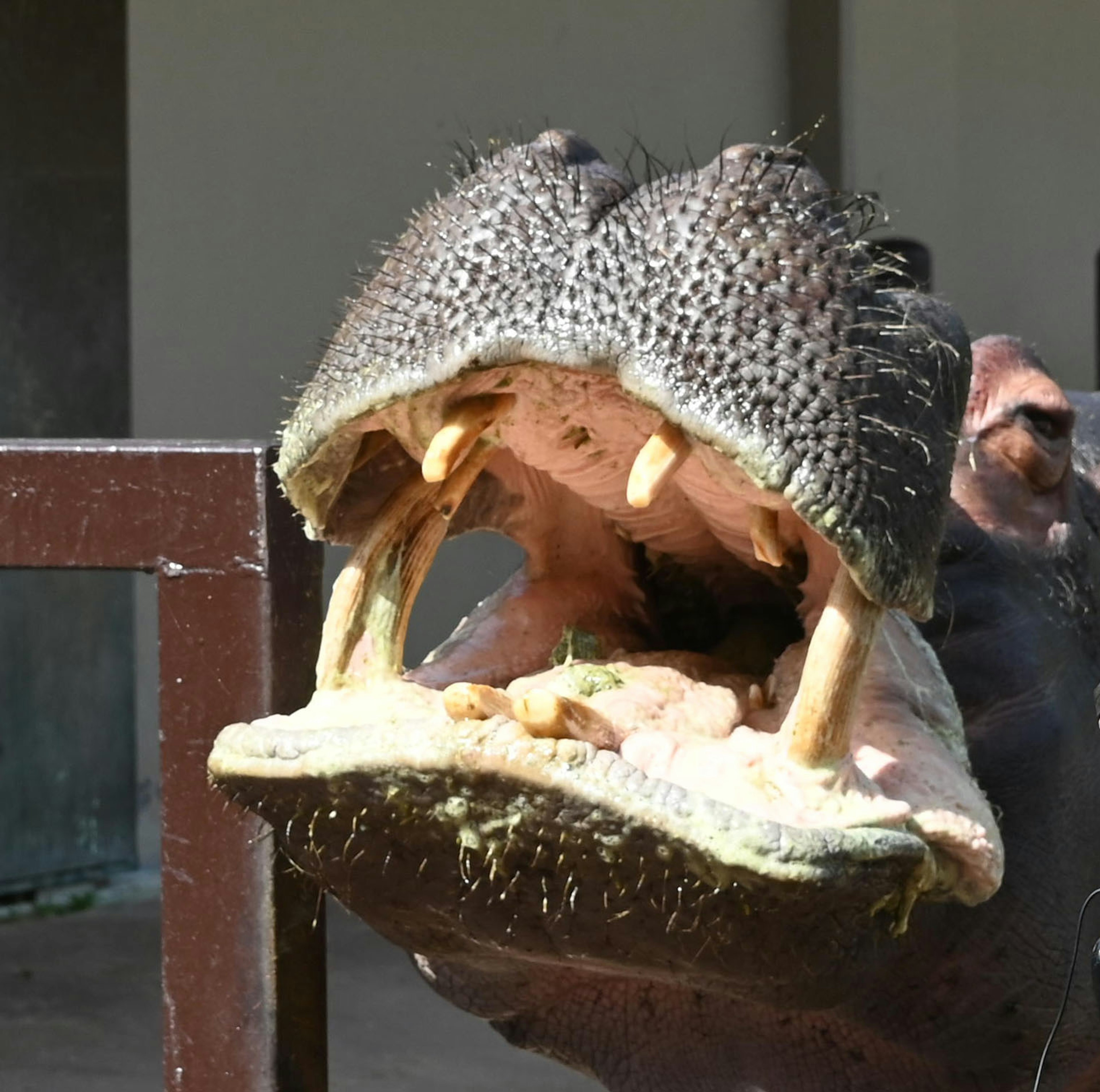 Close-up of a hippopotamus with its mouth wide open