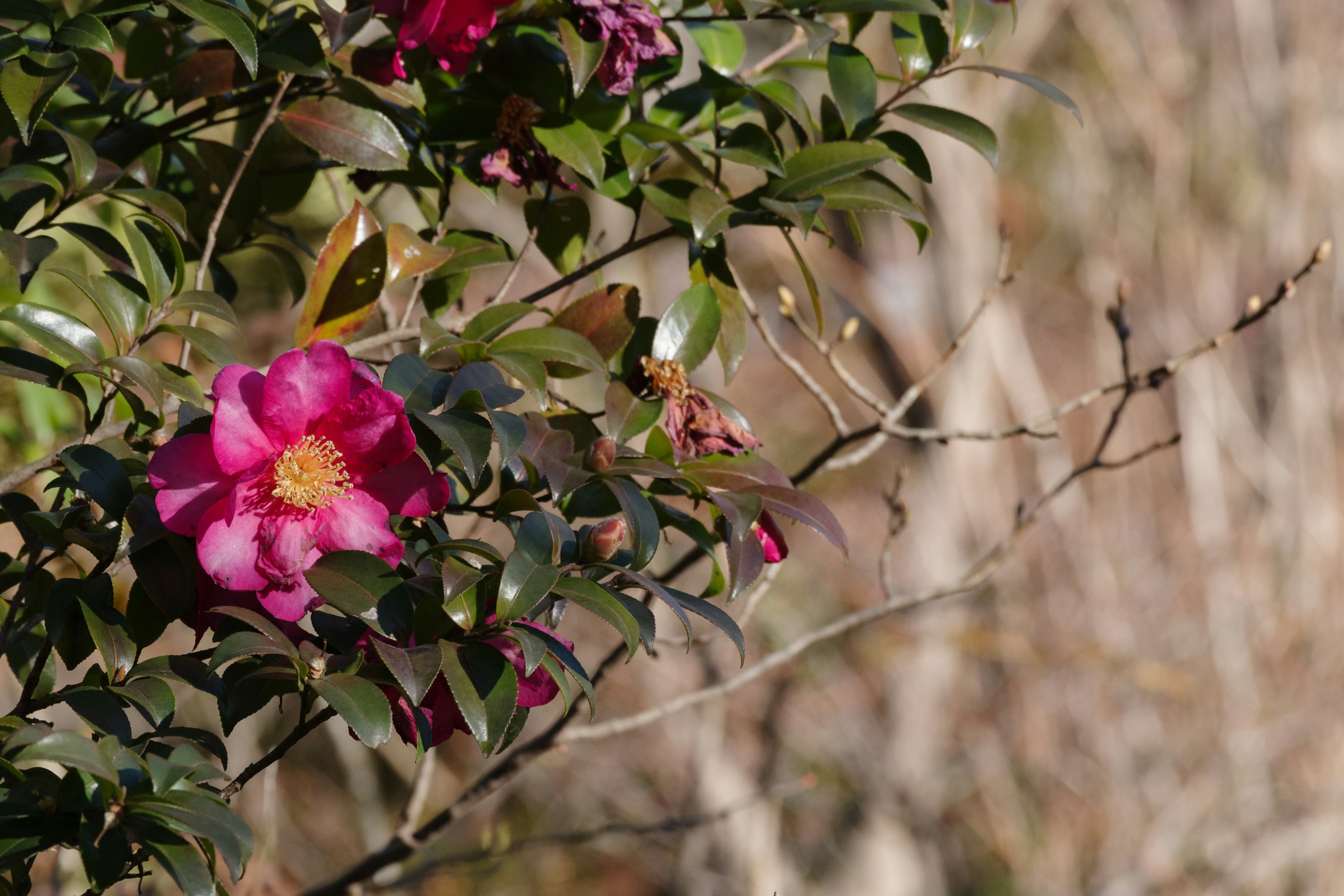 ピンクの花が咲いている緑の葉の植物