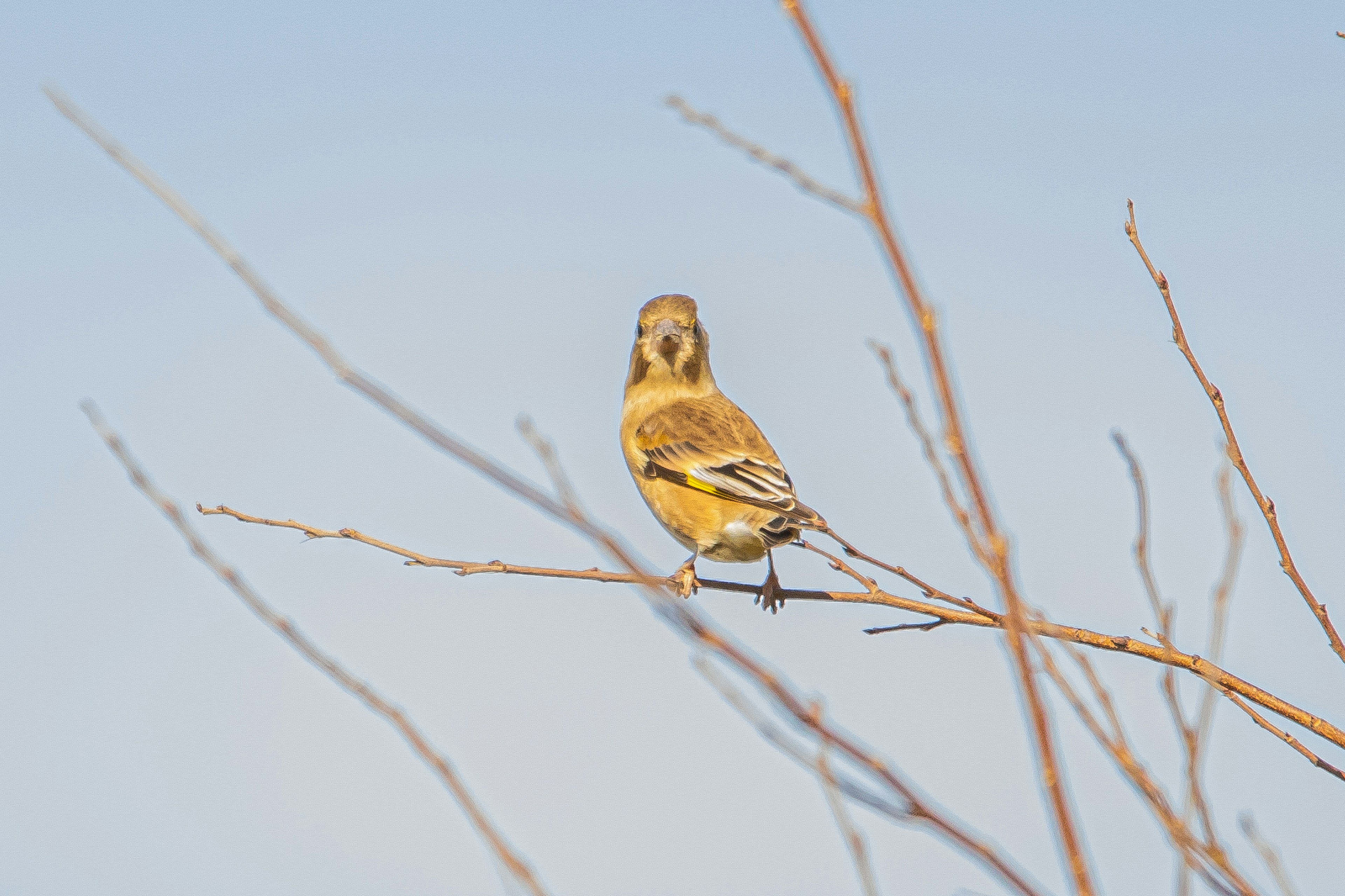 Yellow bird perched on a branch with a blue sky background