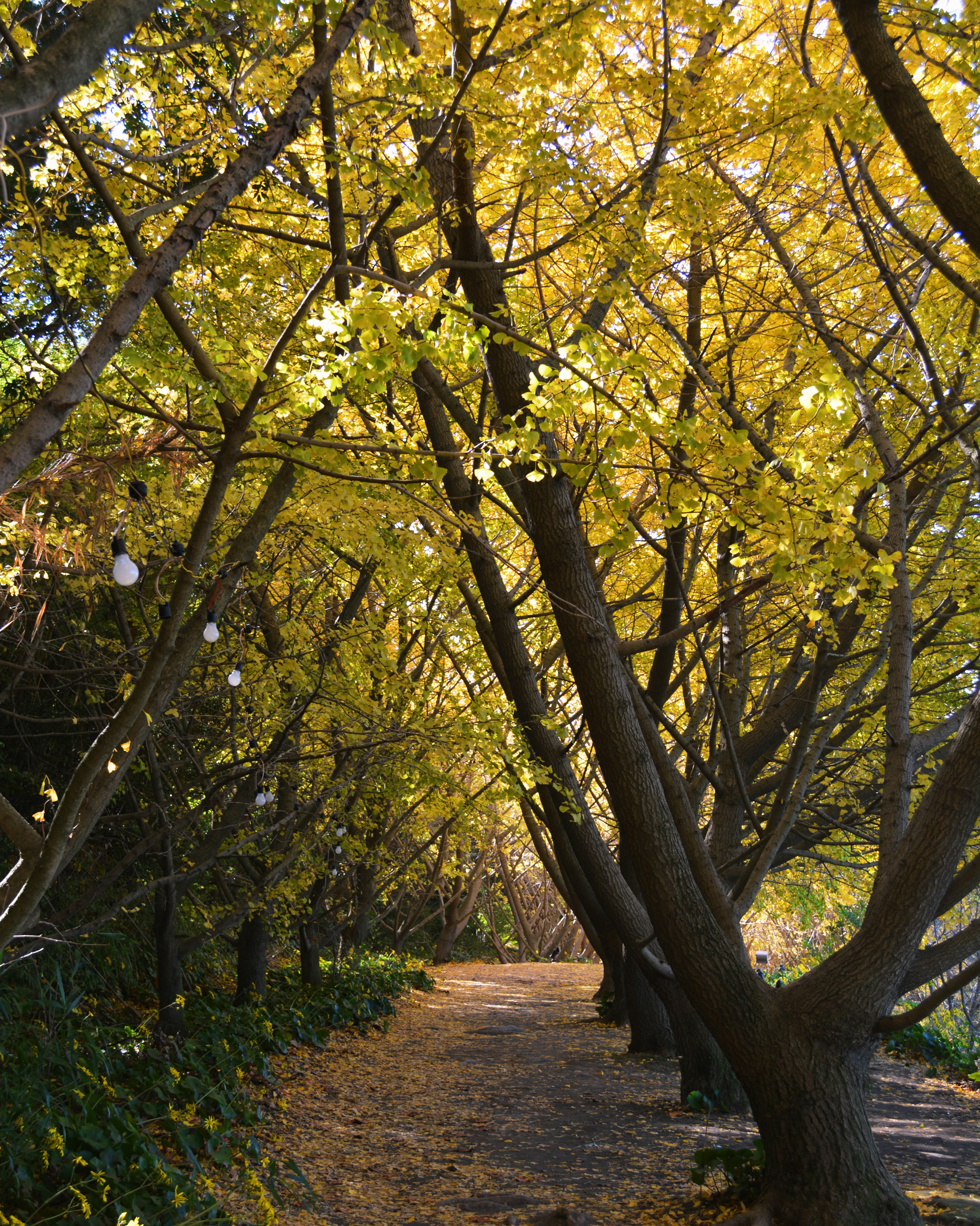 Sentiero fiancheggiato da alberi con foglie gialle illuminato dalla luce del sole