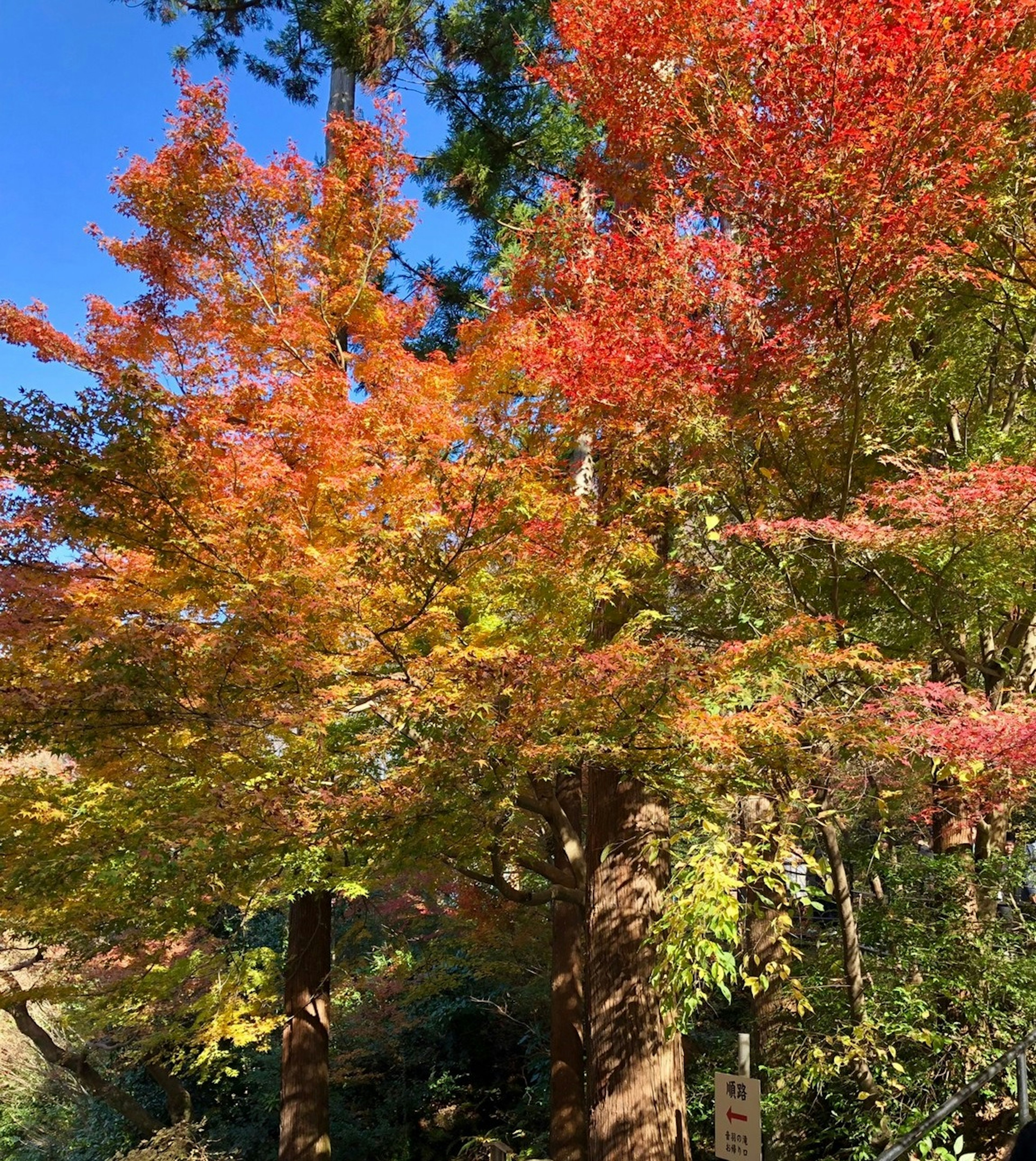 Follaje de otoño vibrante en árboles contra un cielo azul claro