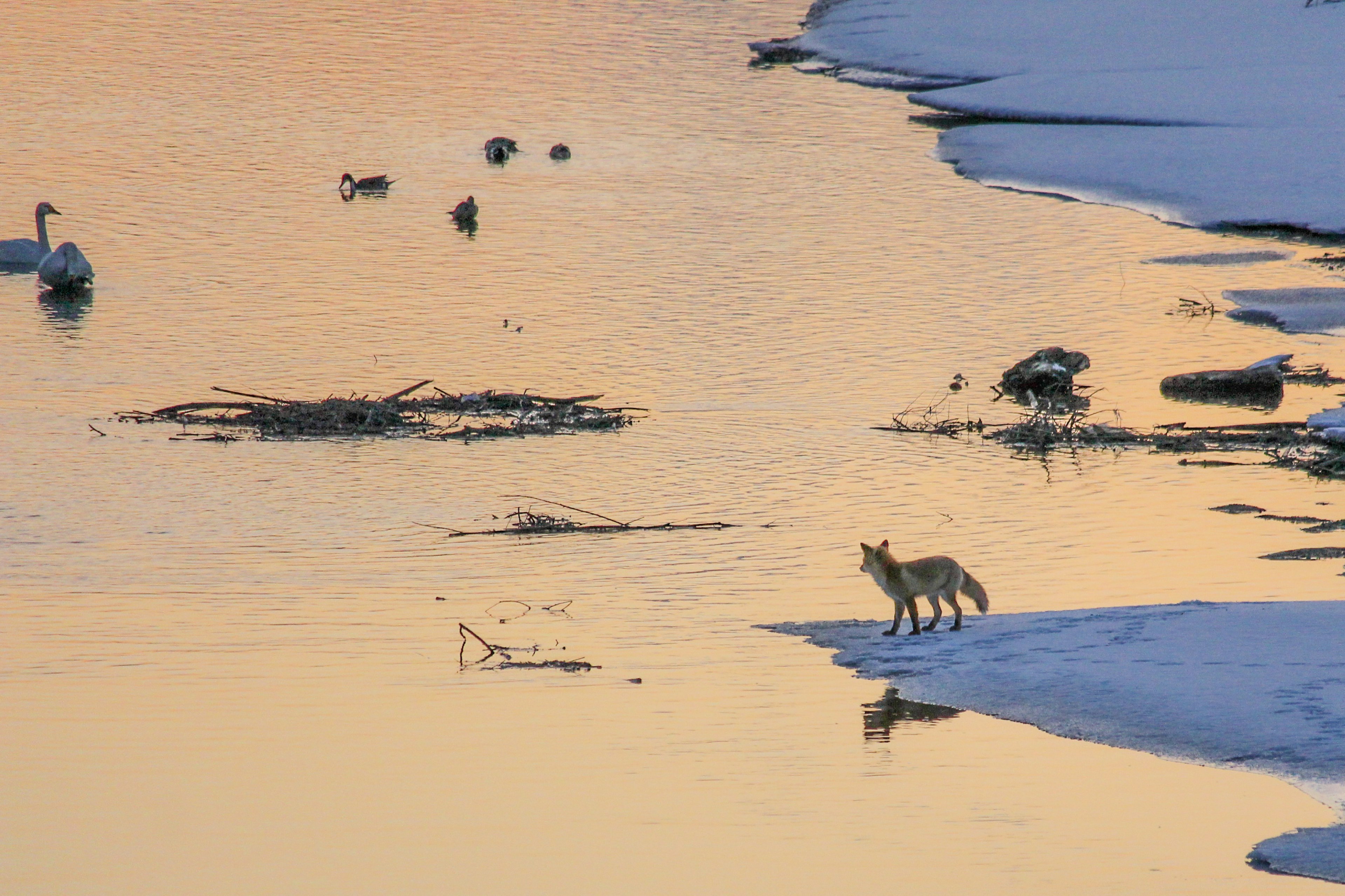 Volpe in piedi sulla riva del fiume con riflessi del tramonto sull'acqua