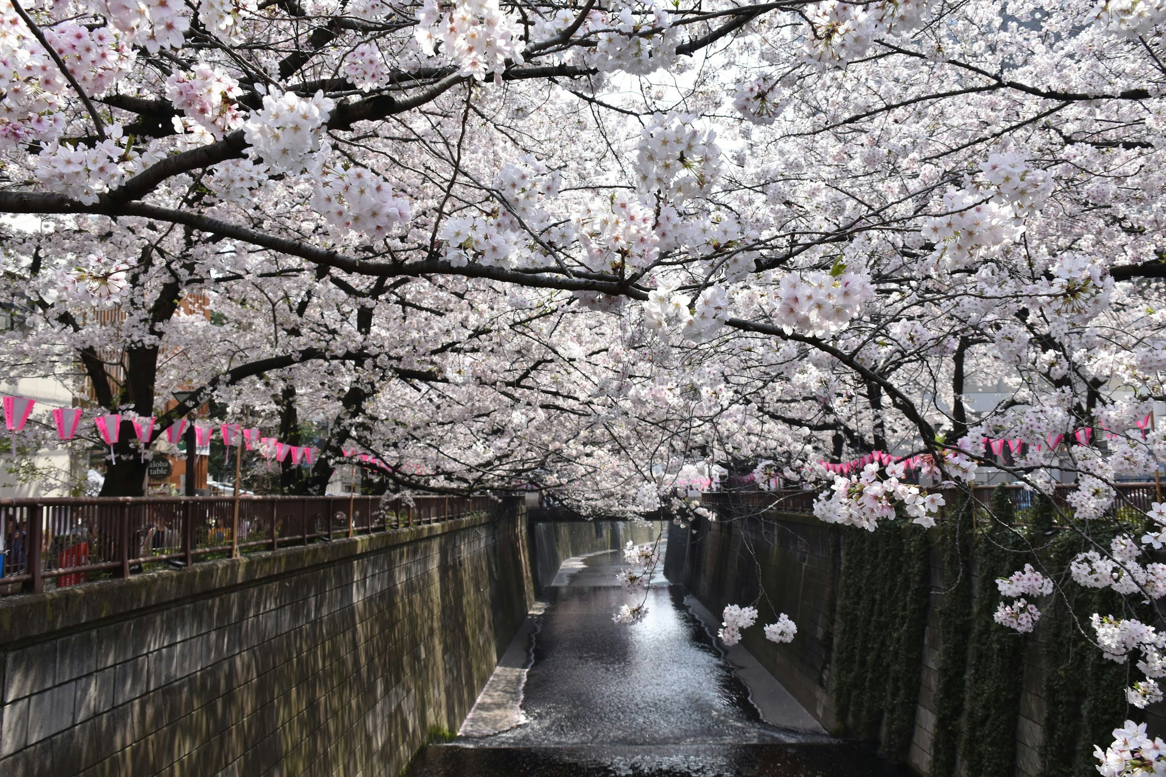 Cherry blossom trees arching over a serene river with pink decorations