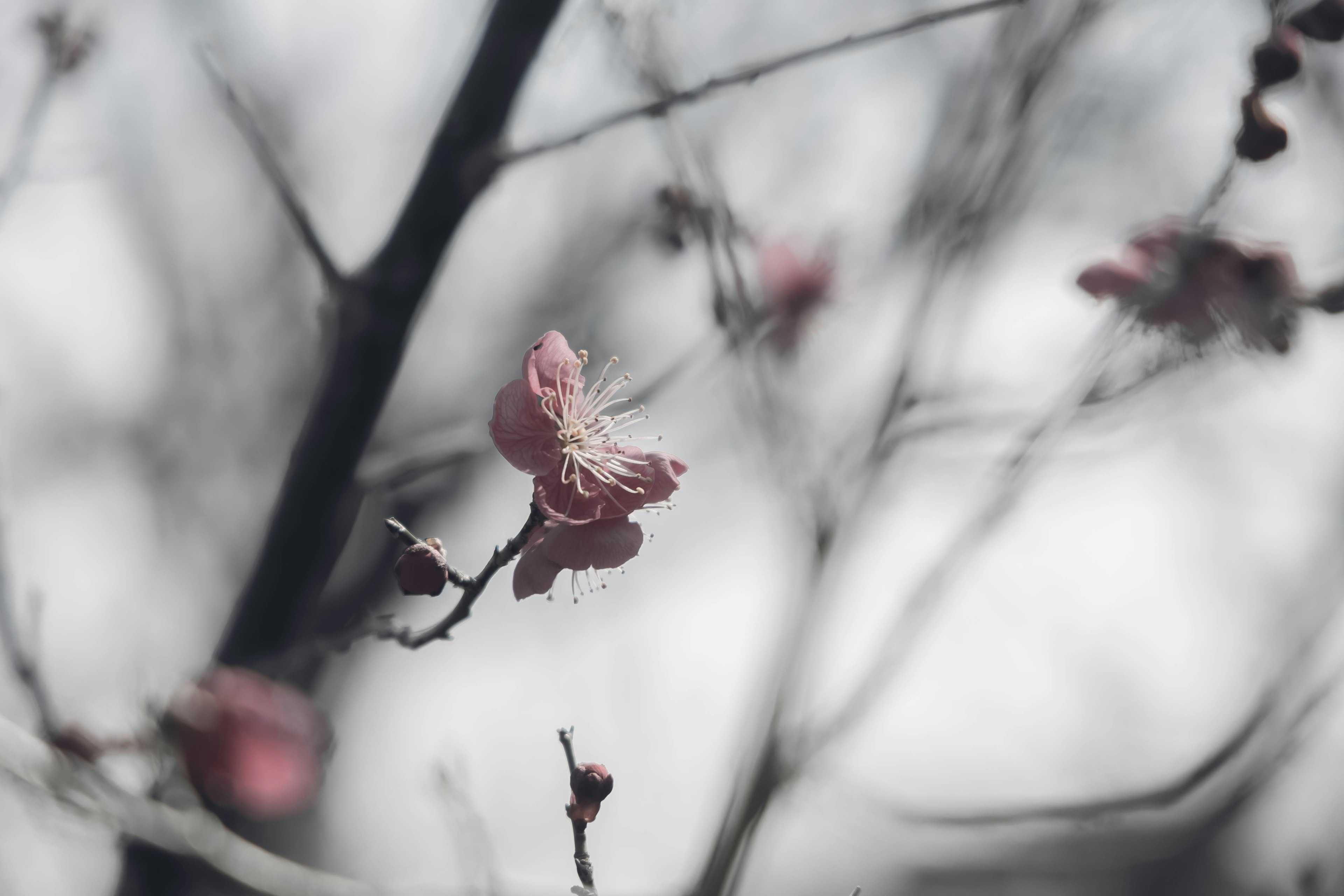 淡い色合いの桜の花が枝に咲いている様子