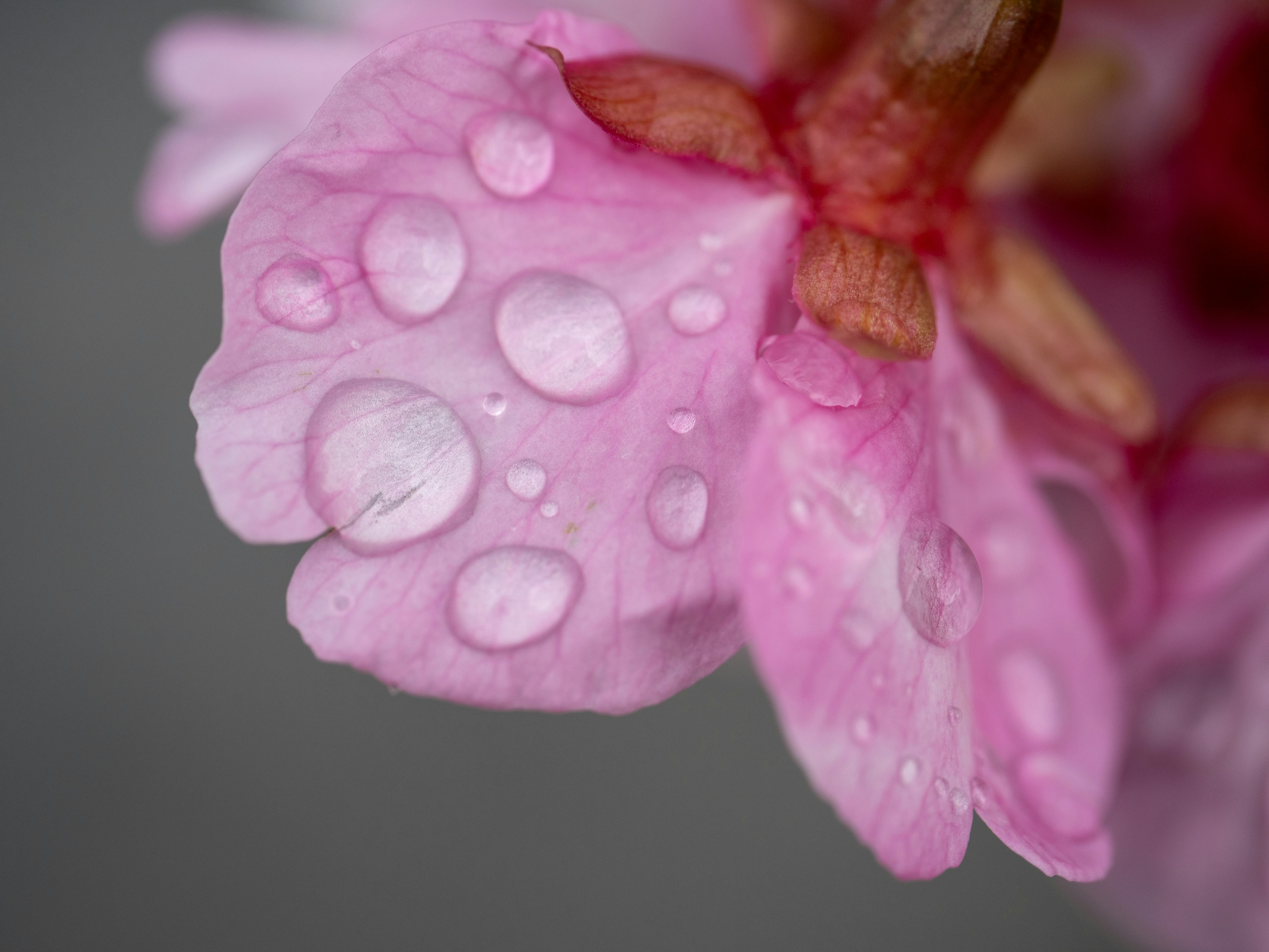 Primo piano di un petalo di fiore di ciliegio bagnato con tonalità di rosa e gocce d'acqua