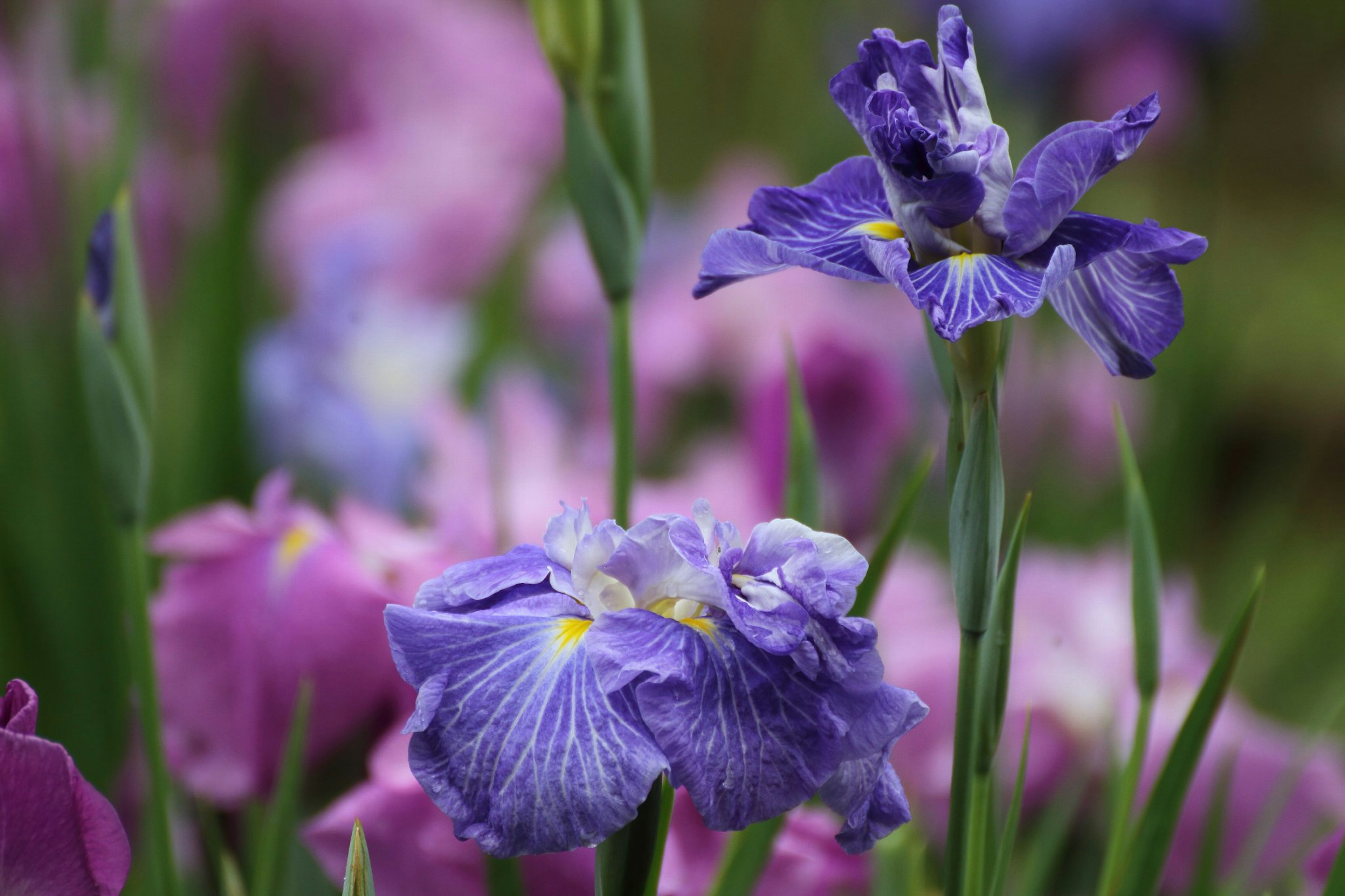 Bellissimo scenario con fiori viola e rosa in fiore