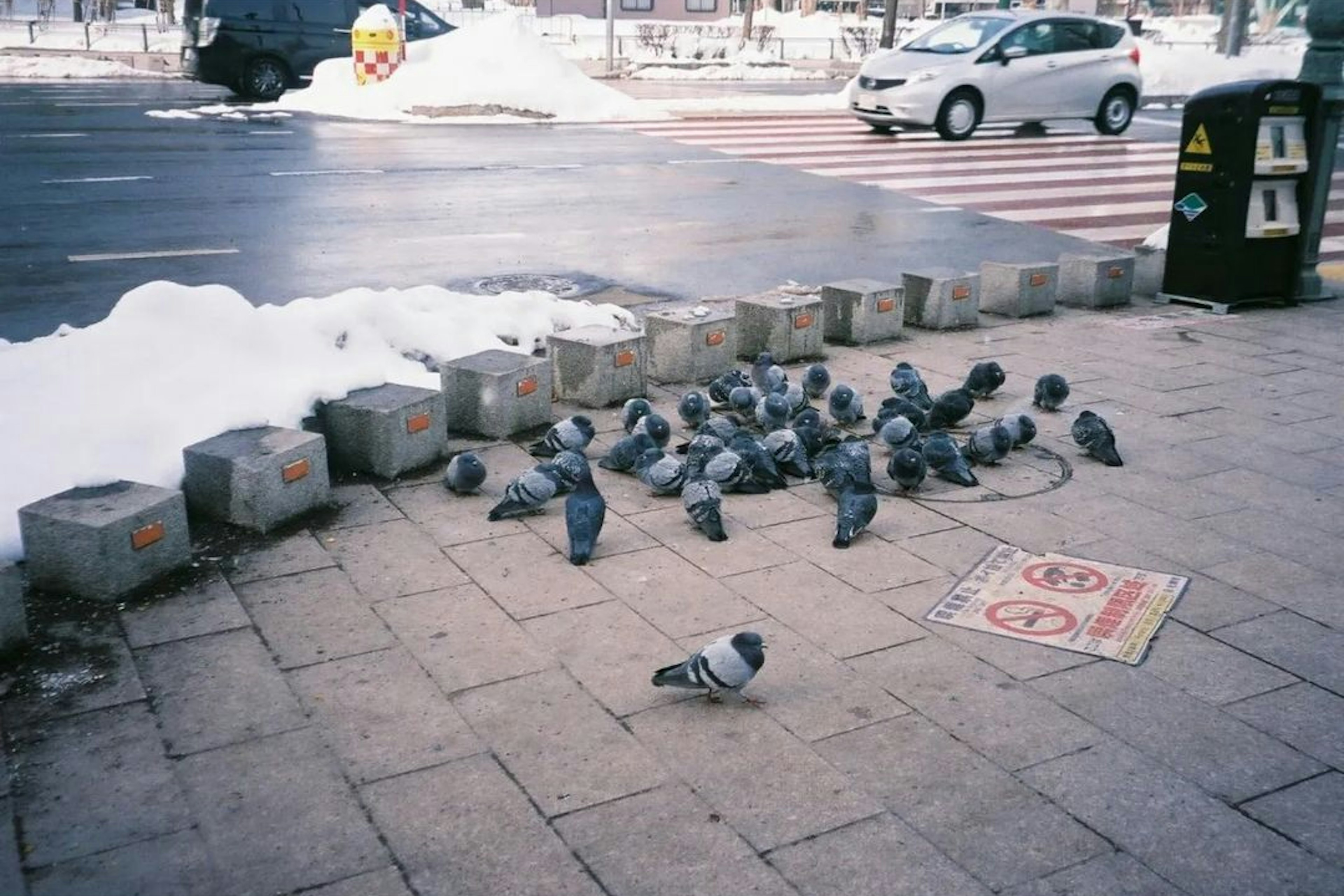 Numerous pigeons gathered on a snowy sidewalk with a trash can