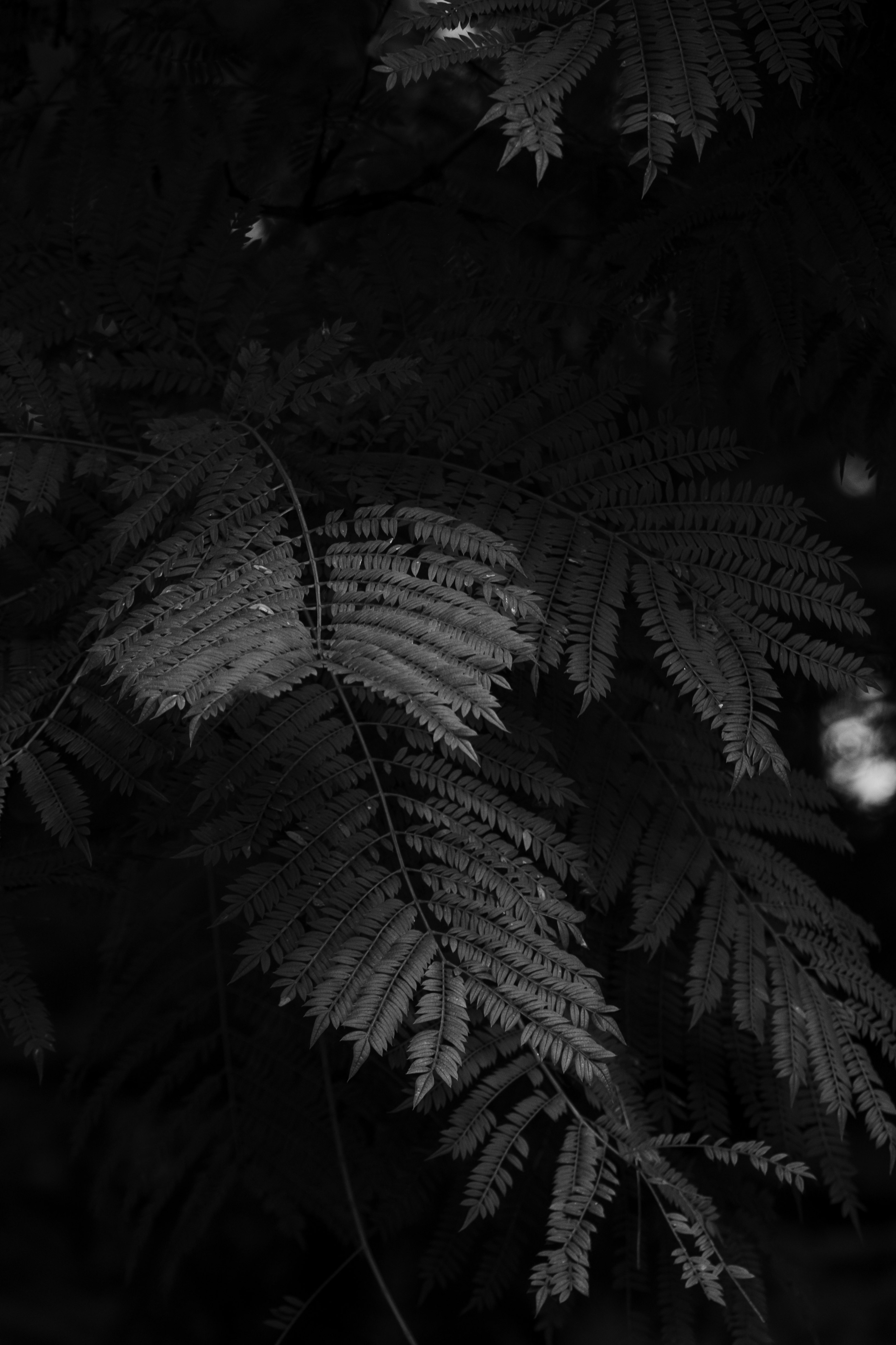 Dark image featuring overlapping leaves in black and white