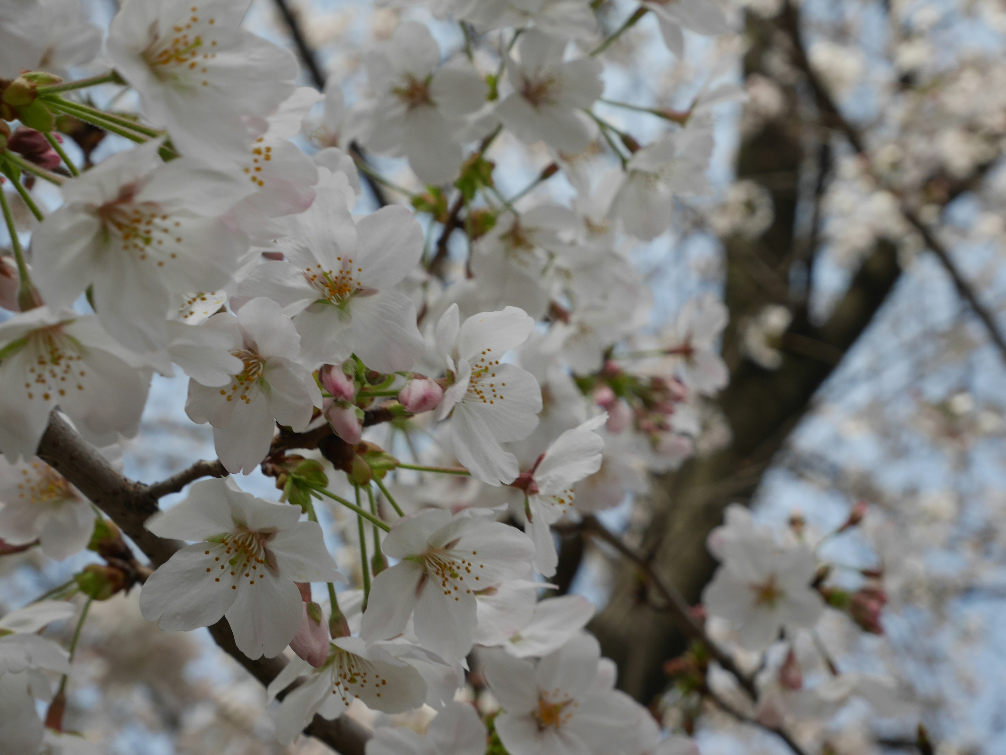 Nahaufnahme von weißen Kirschblüten an einem Baum