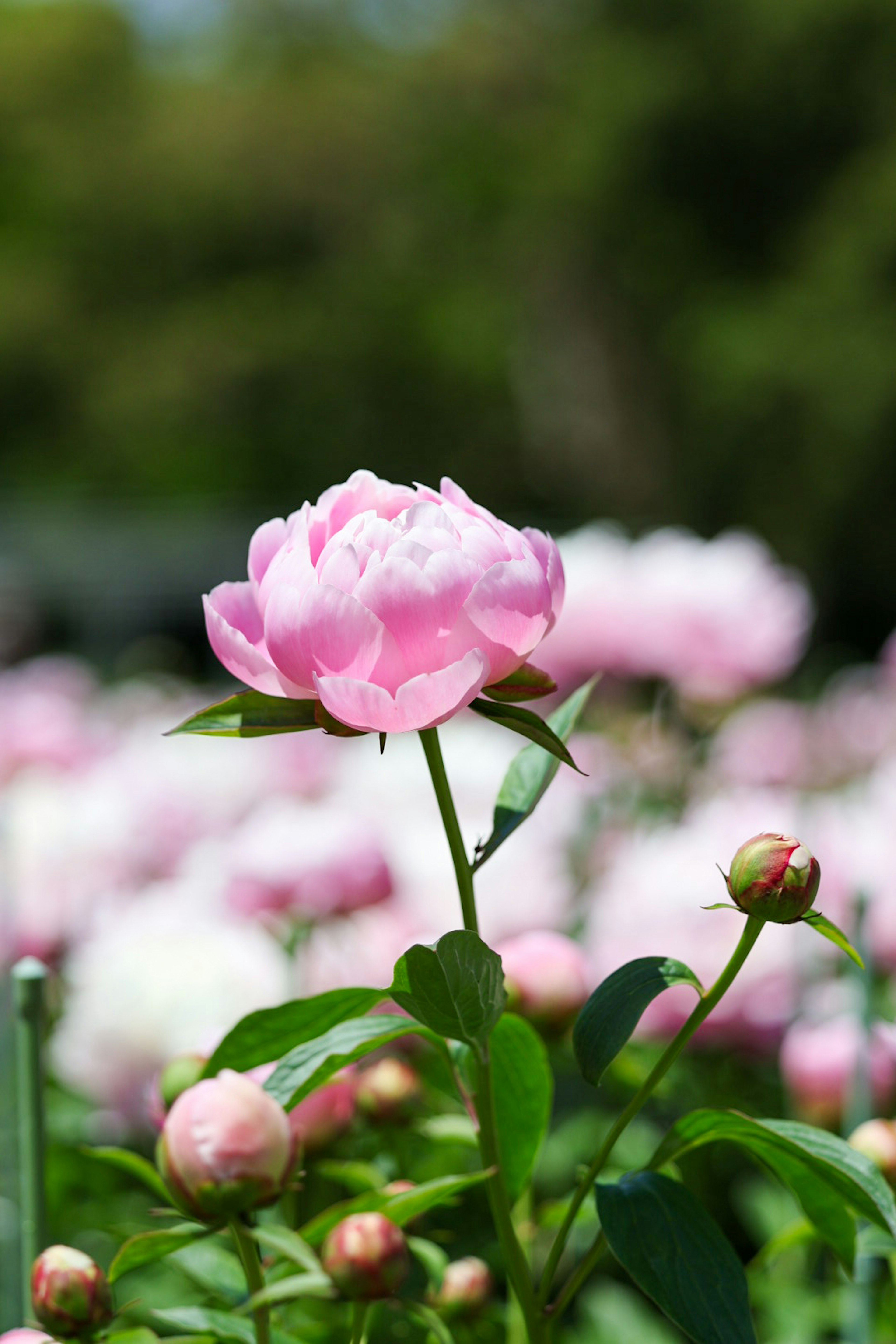 ピンクの花びらを持つ美しい芍薬の花が咲いている