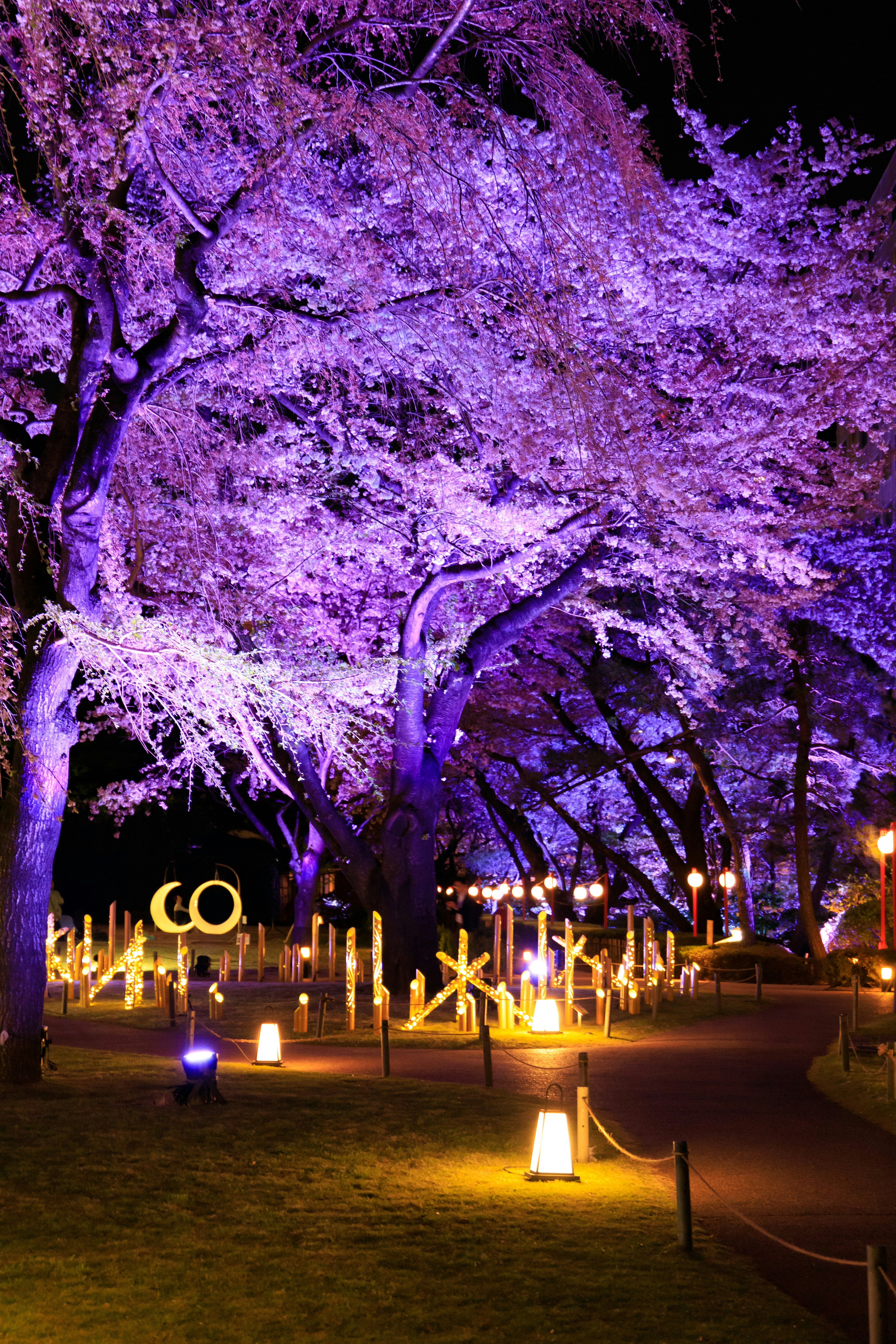 夜に照らされた桜の木と美しいライト