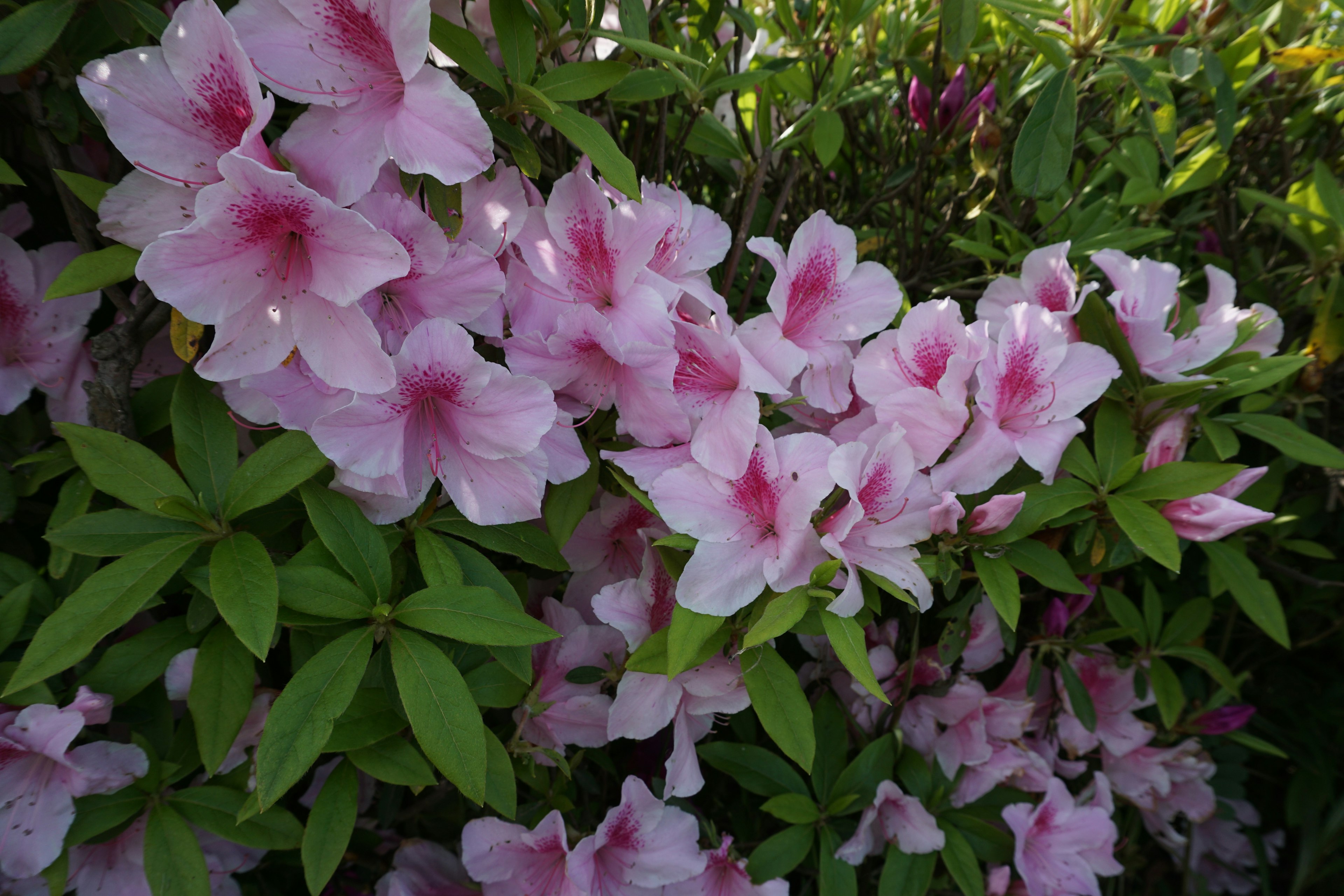 Scène vibrante de fleurs d'azalée roses entourées de feuilles vertes