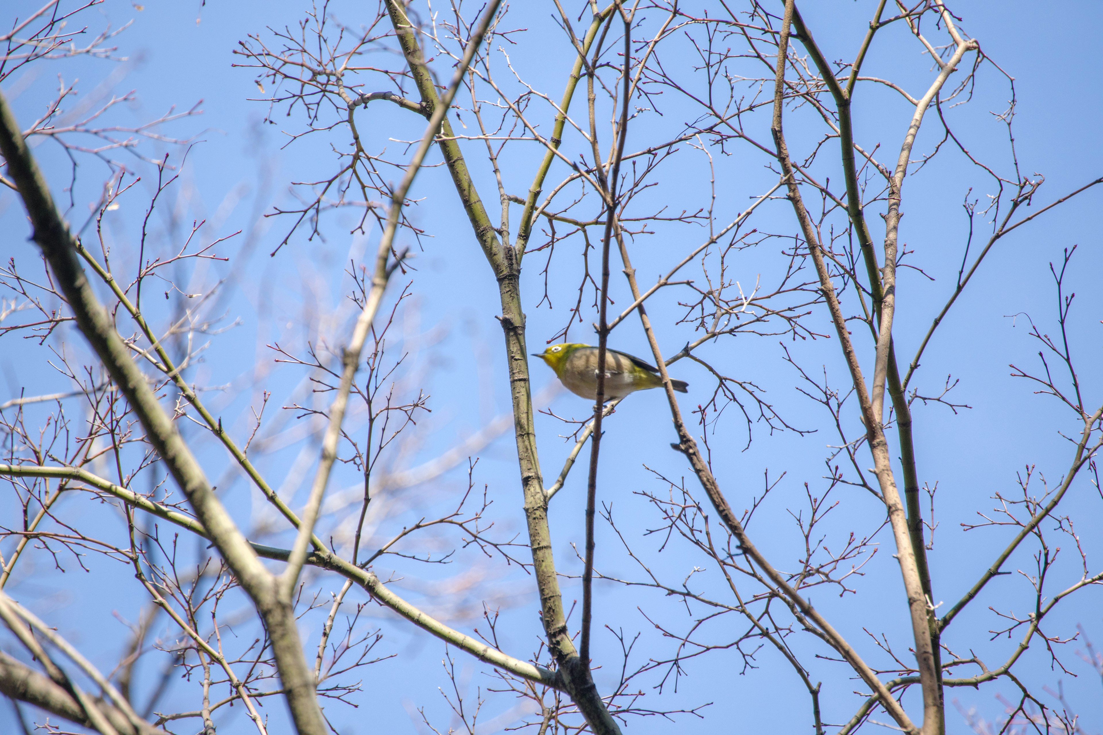 Un pequeño pájaro posado en ramas delgadas contra un cielo azul