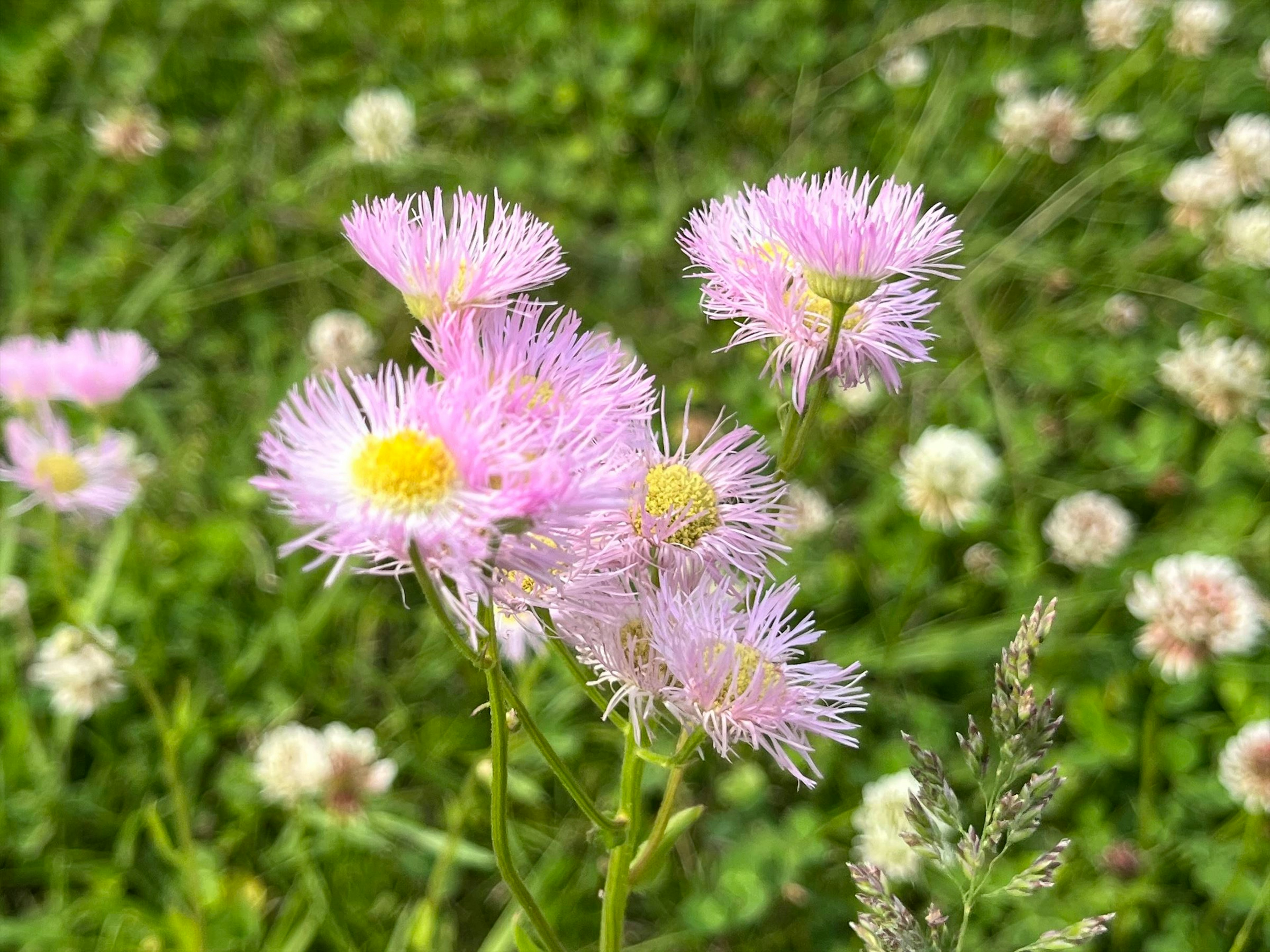 ピンクの花と緑の背景が特徴の野花のクローズアップ