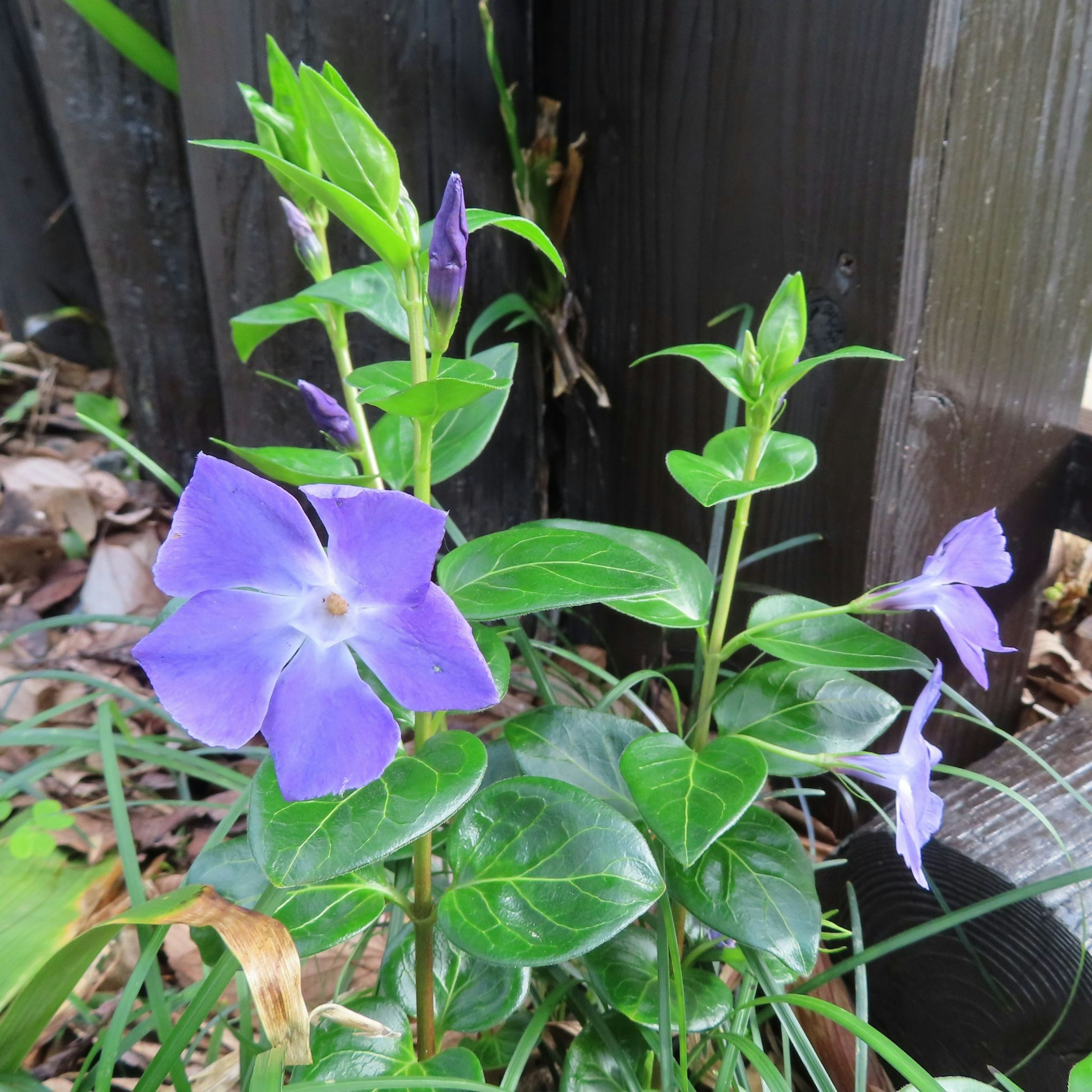 Fiori viola che crescono su una pianta rampicante contro uno sfondo di legno