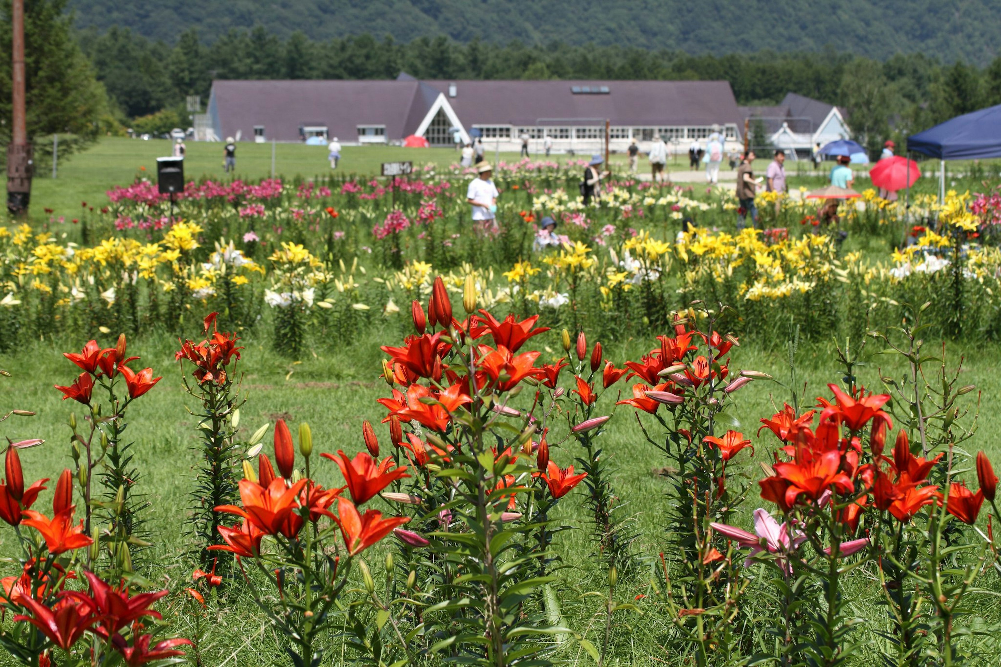 Champ de fleurs colorées avec des lys rouges au premier plan et un bâtiment en arrière-plan