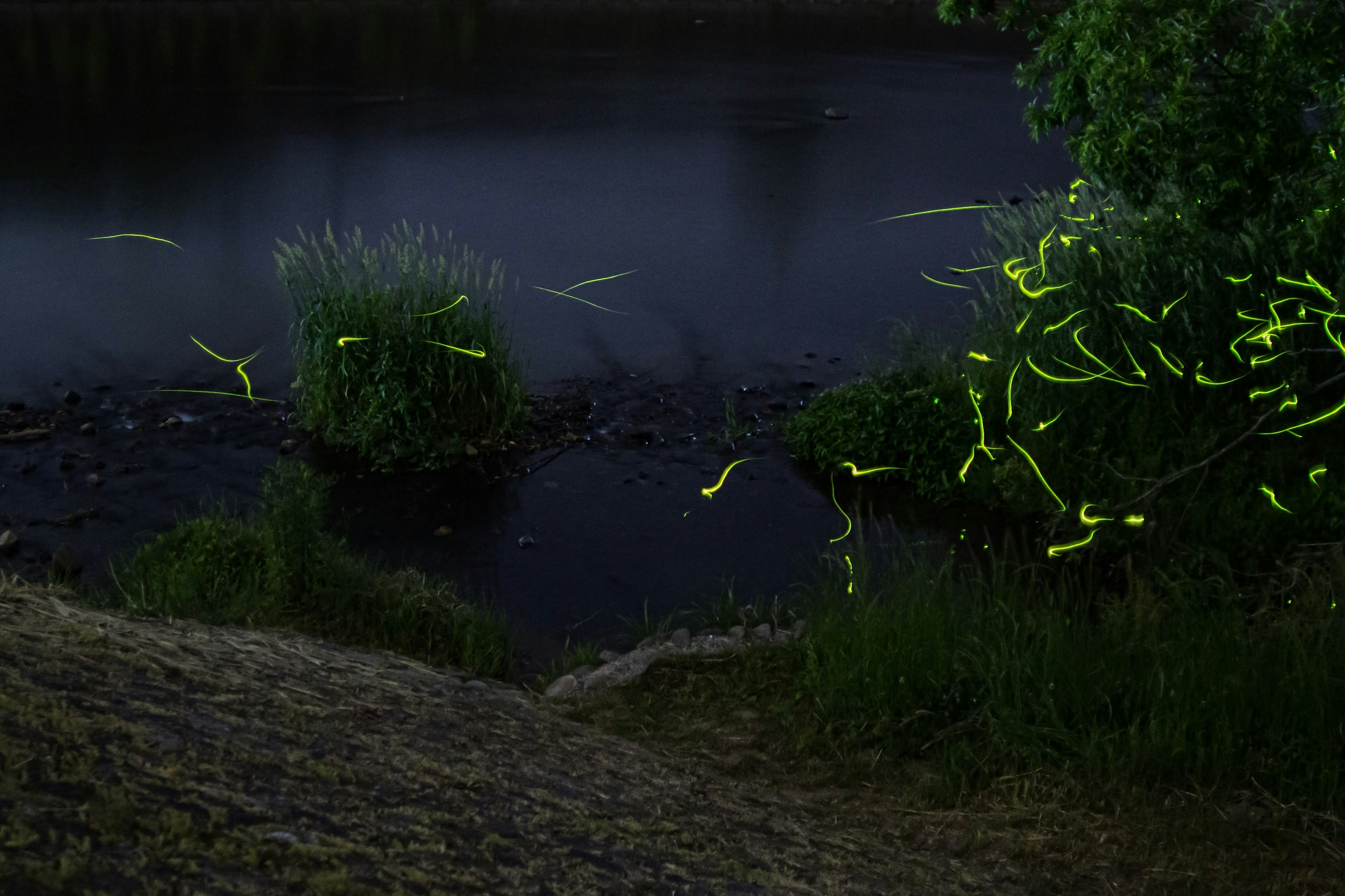 Una escena serena de luciérnagas brillantes a lo largo de una orilla oscura con vegetación exuberante