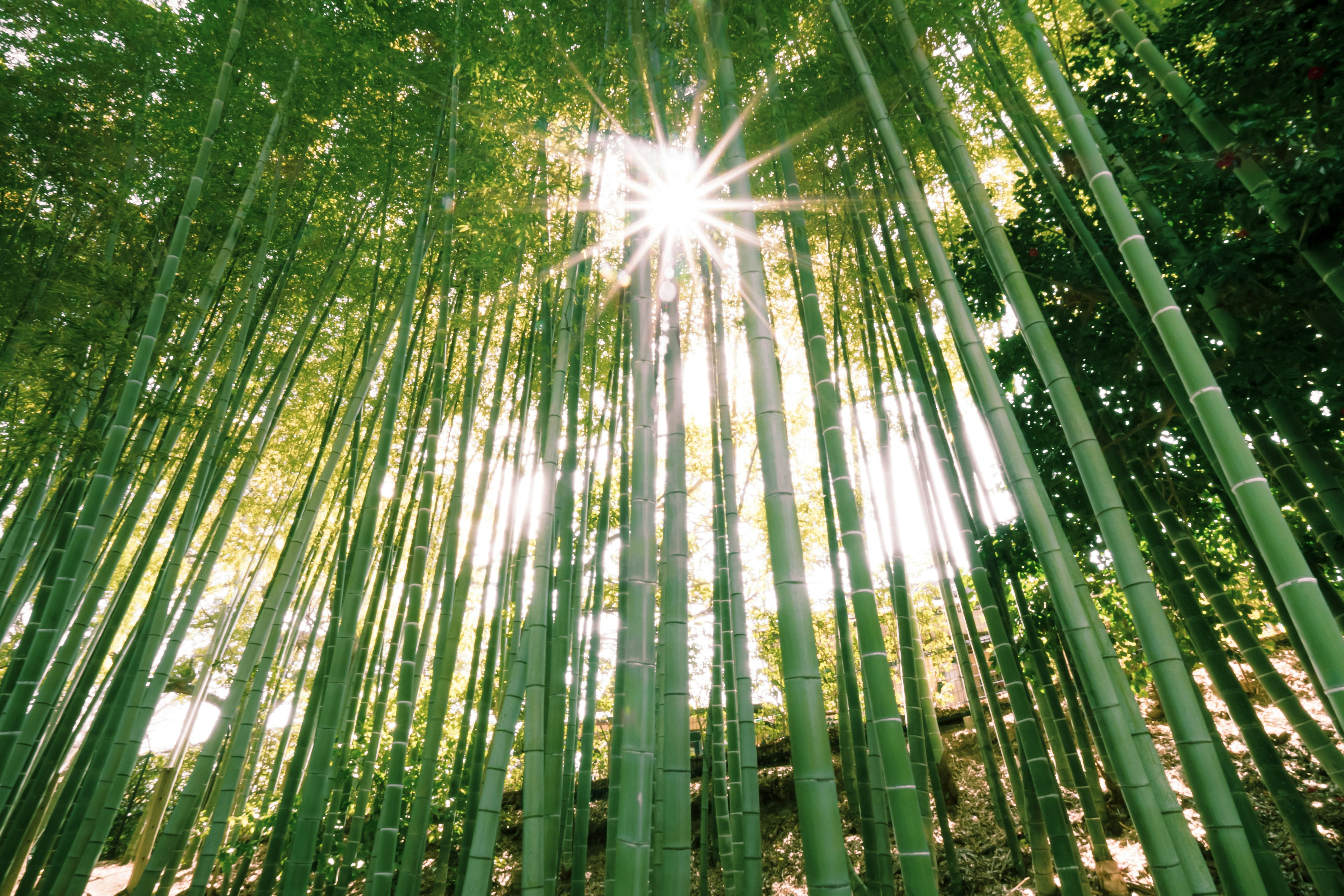 竹林の中から太陽の光が差し込む風景