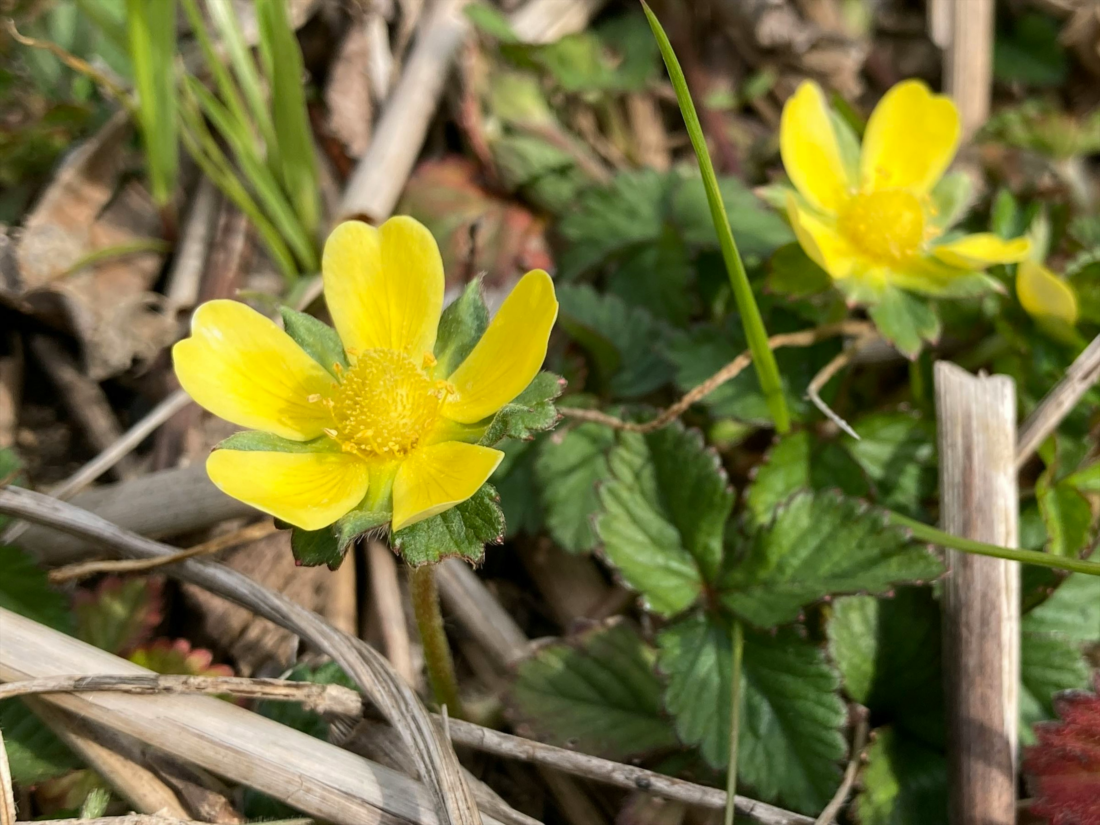 Piccole fiori gialli che fioriscono tra le foglie verdi