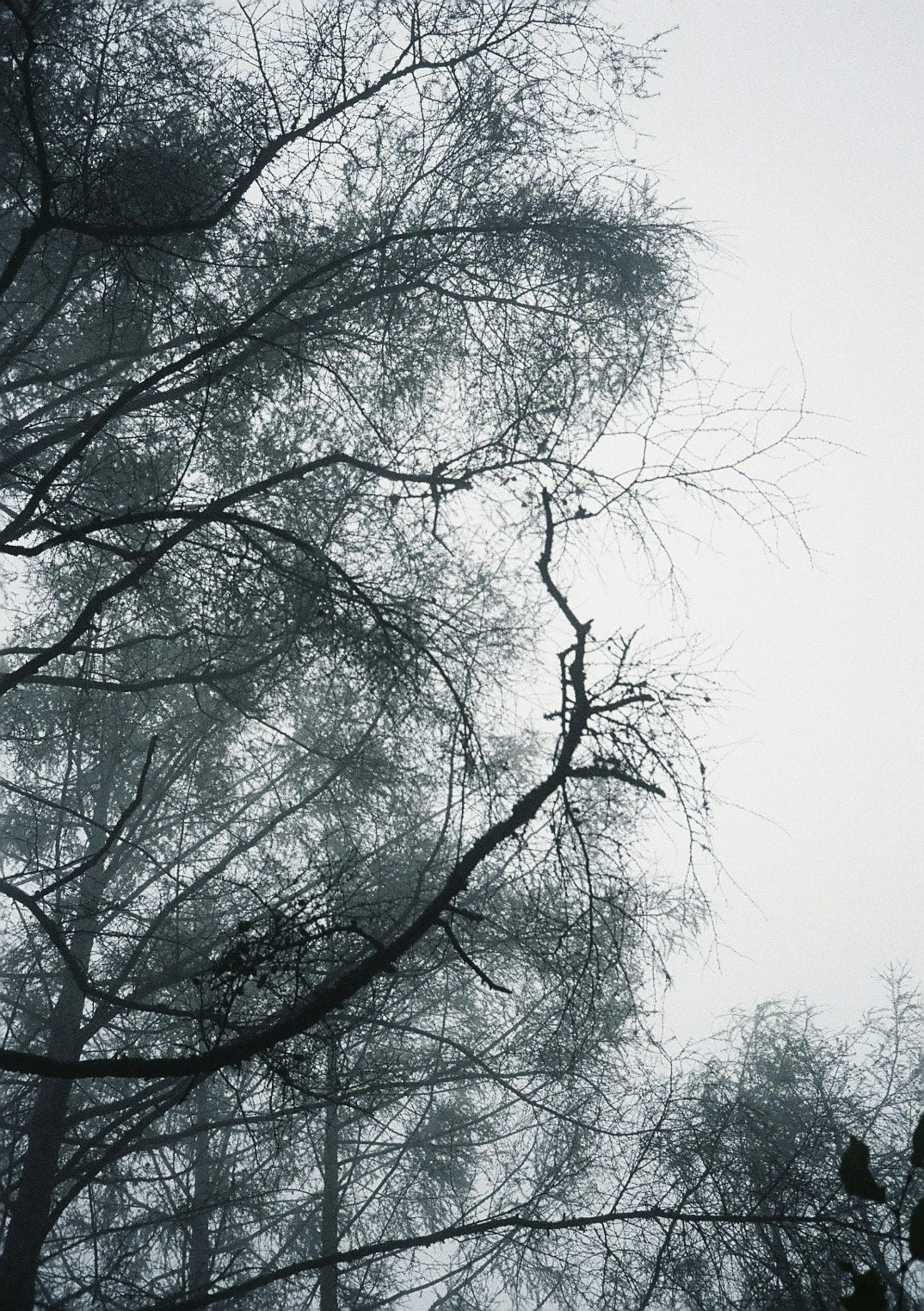 Silhouettes of trees and thin branches in fog