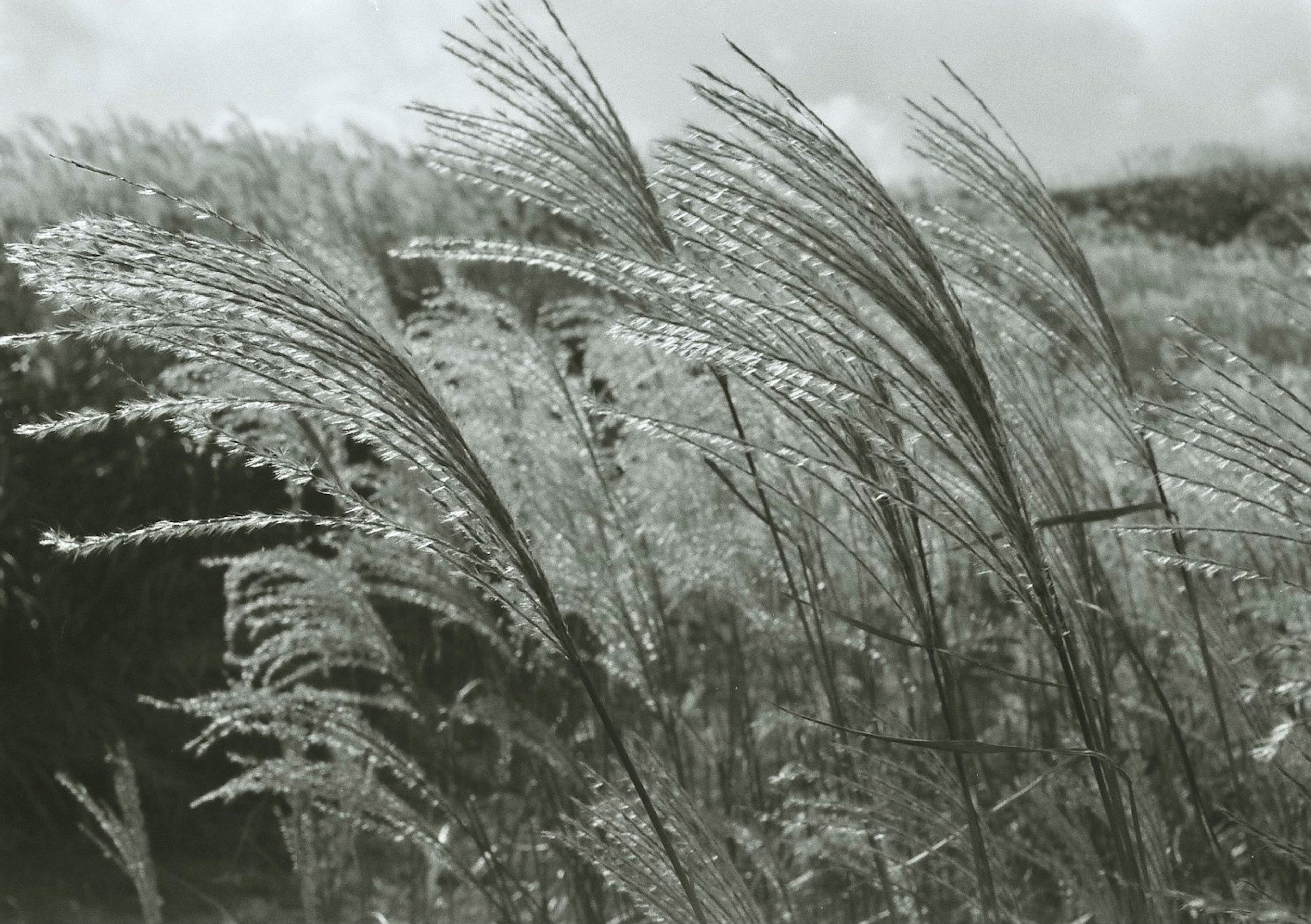 Close-up of grass with spikes swaying in a black and white field