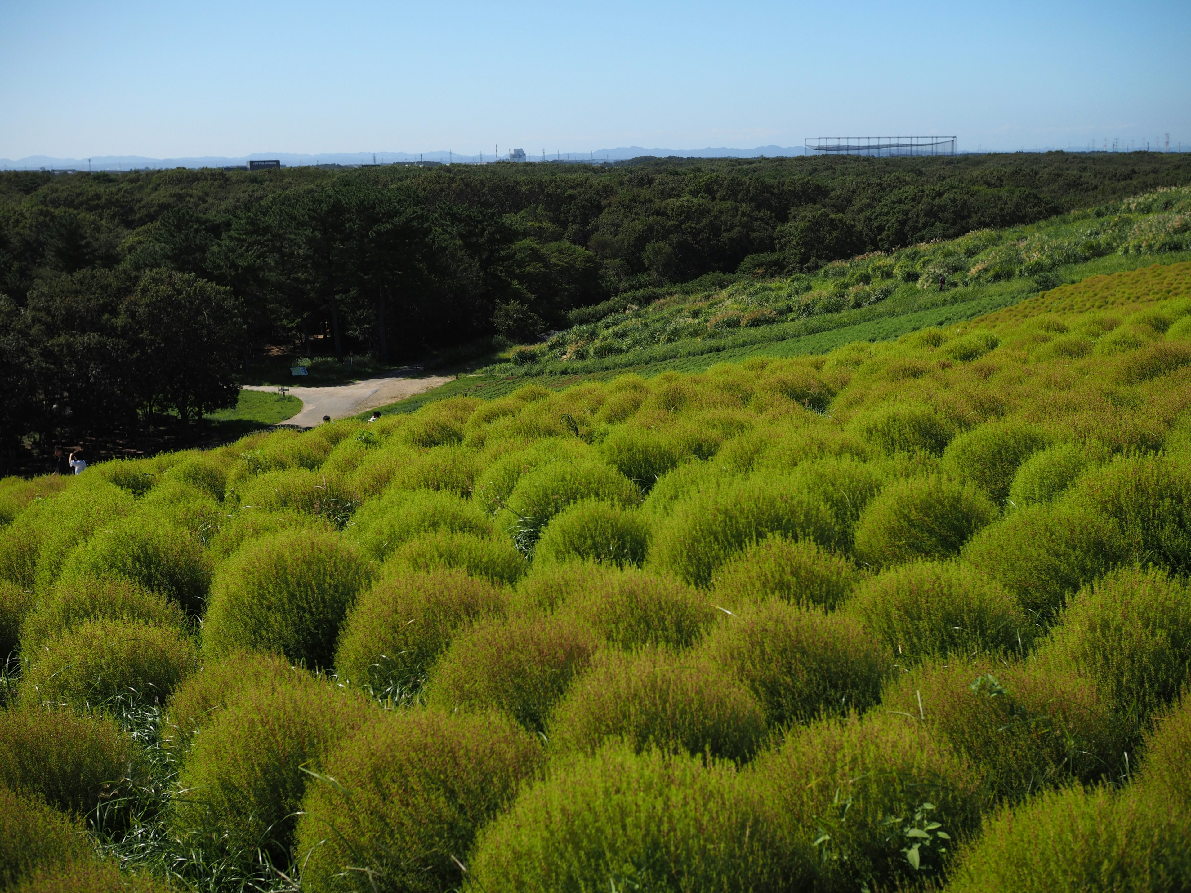 A landscape of rounded green grass mounds