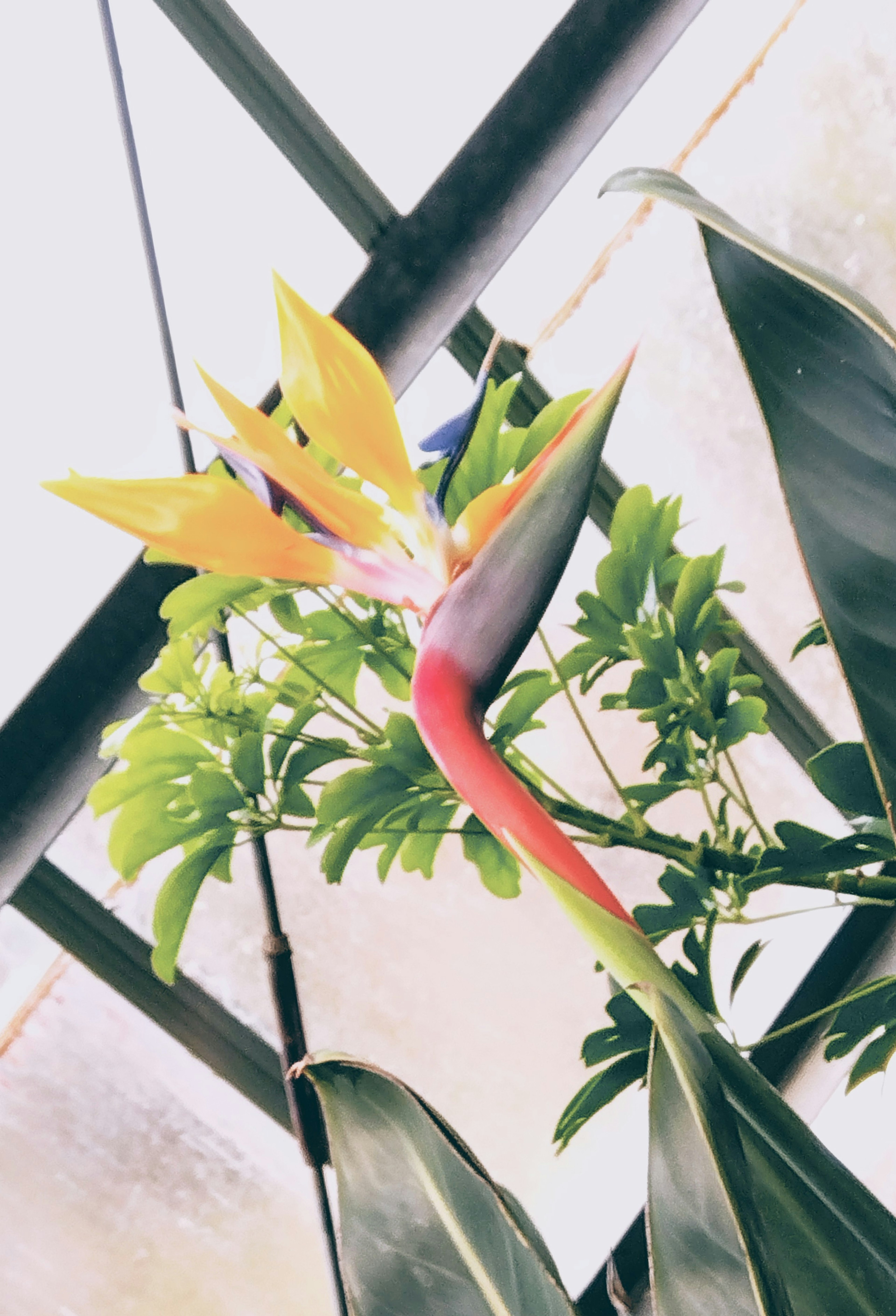 Image of a plant with vibrant yellow flowers and a red stem