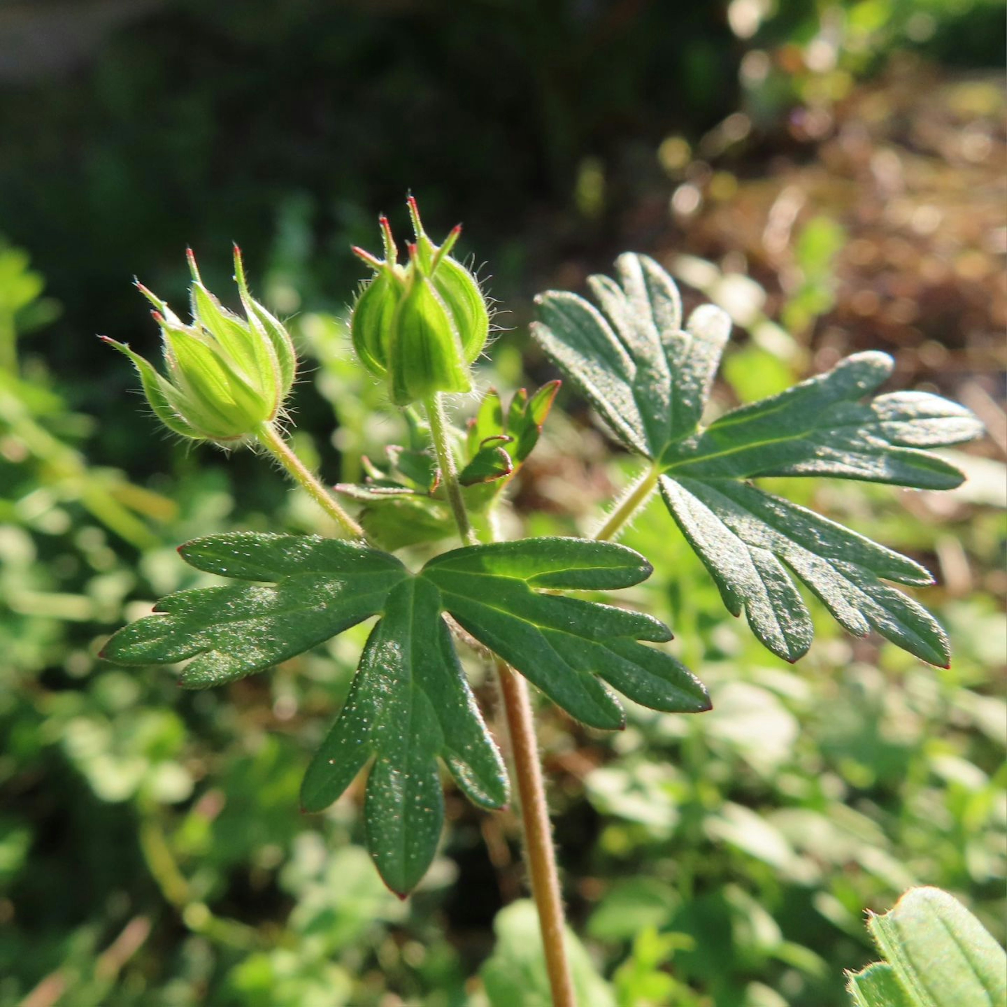 Nahaufnahme einer Pflanze mit grünen Blättern und Knospen