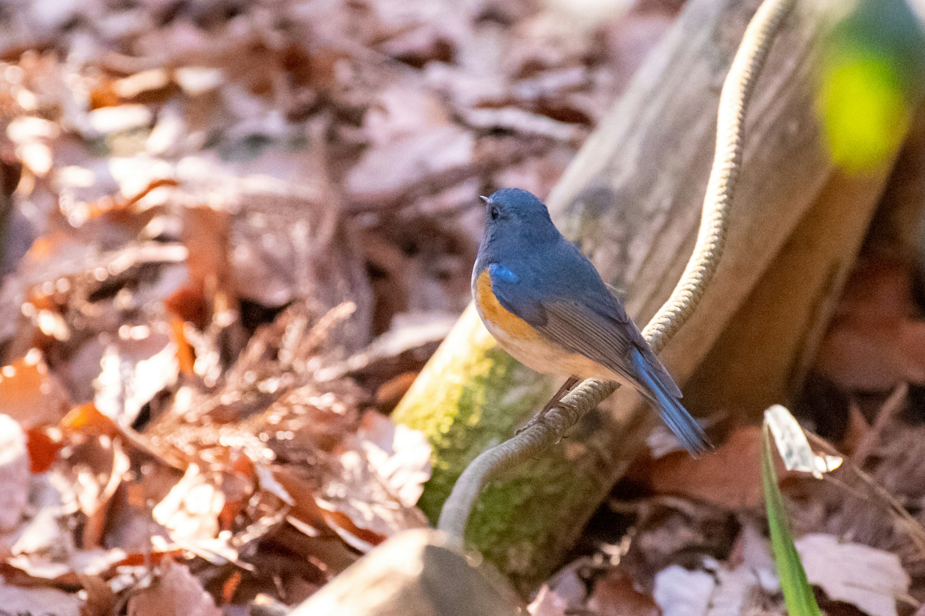 青い鳥が木の幹に留まり周囲の枯れ葉の上にいる