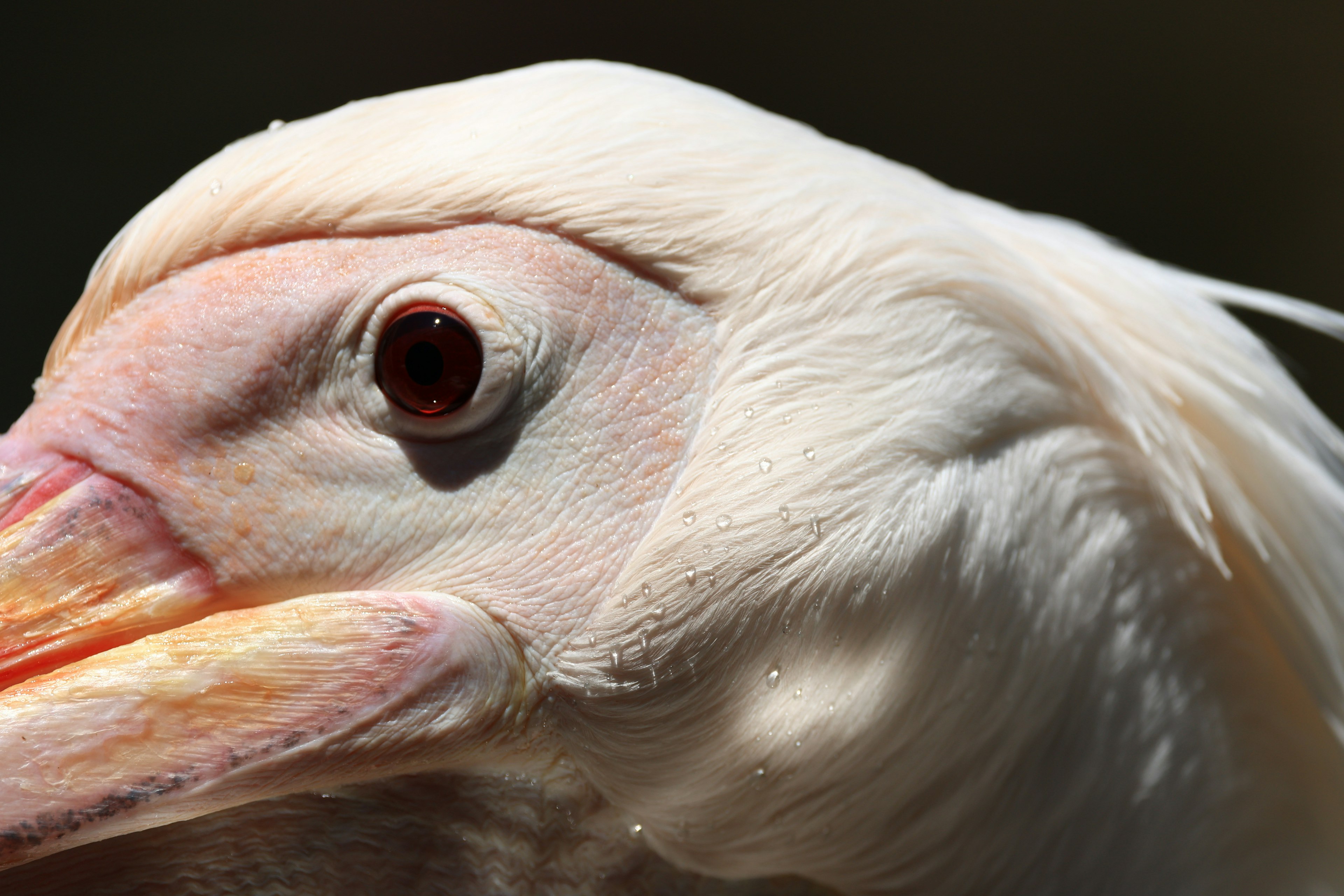 Primo piano del viso di un uccello bianco con occhio e becco