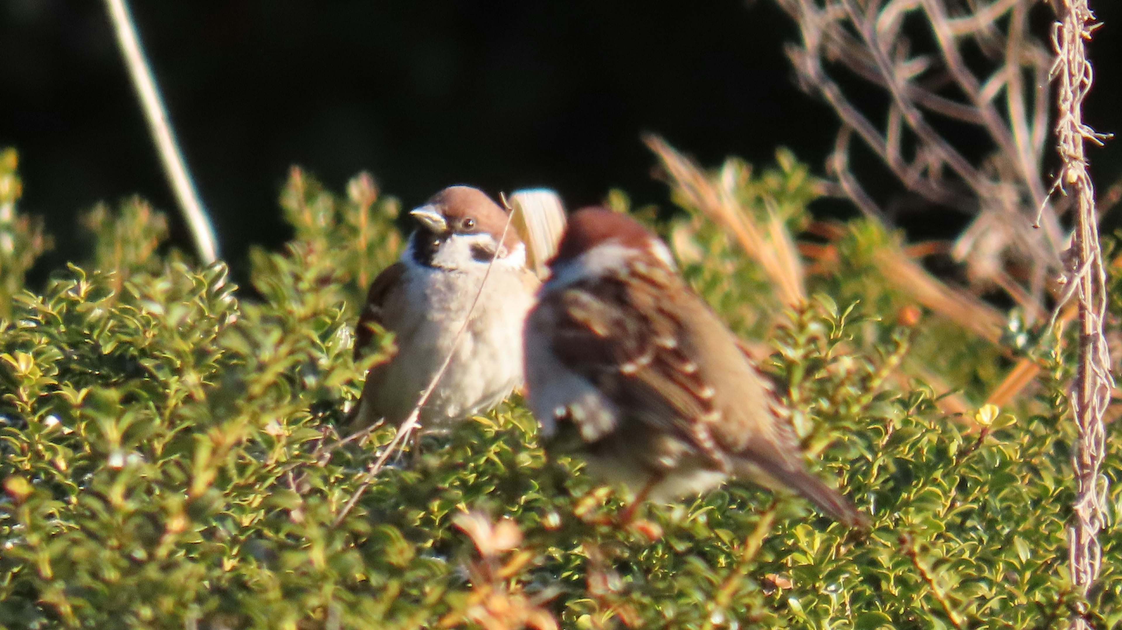 Two sparrows cuddling in a green bush scene