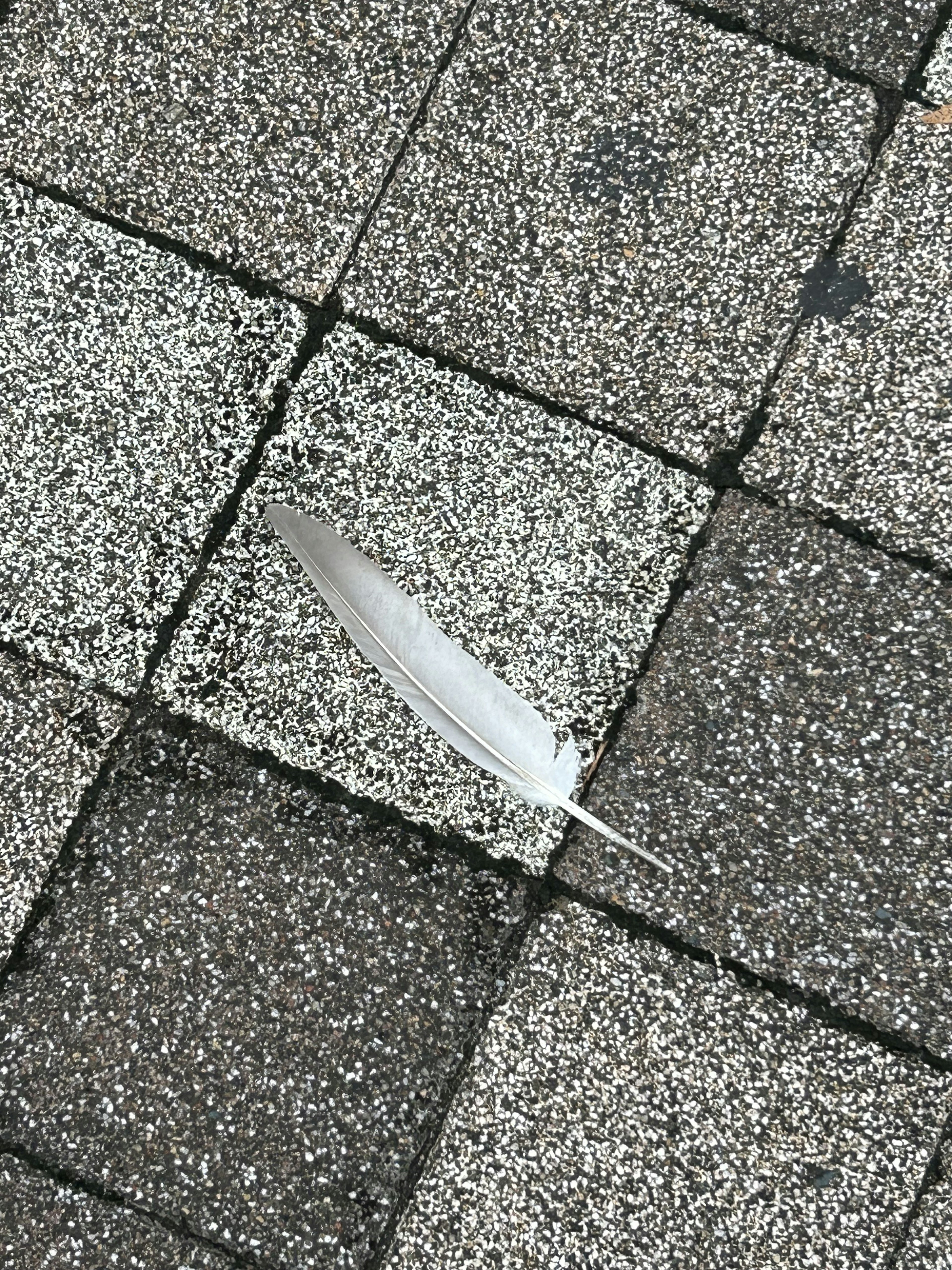 A white feather resting on a textured pavement